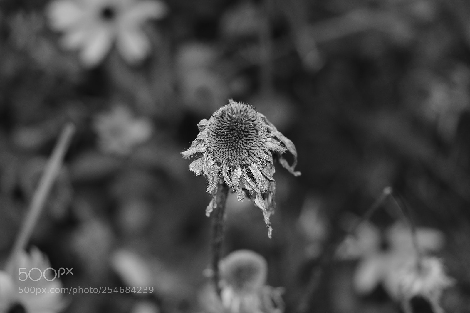 Canon EOS 70D sample photo. Flowers photography
