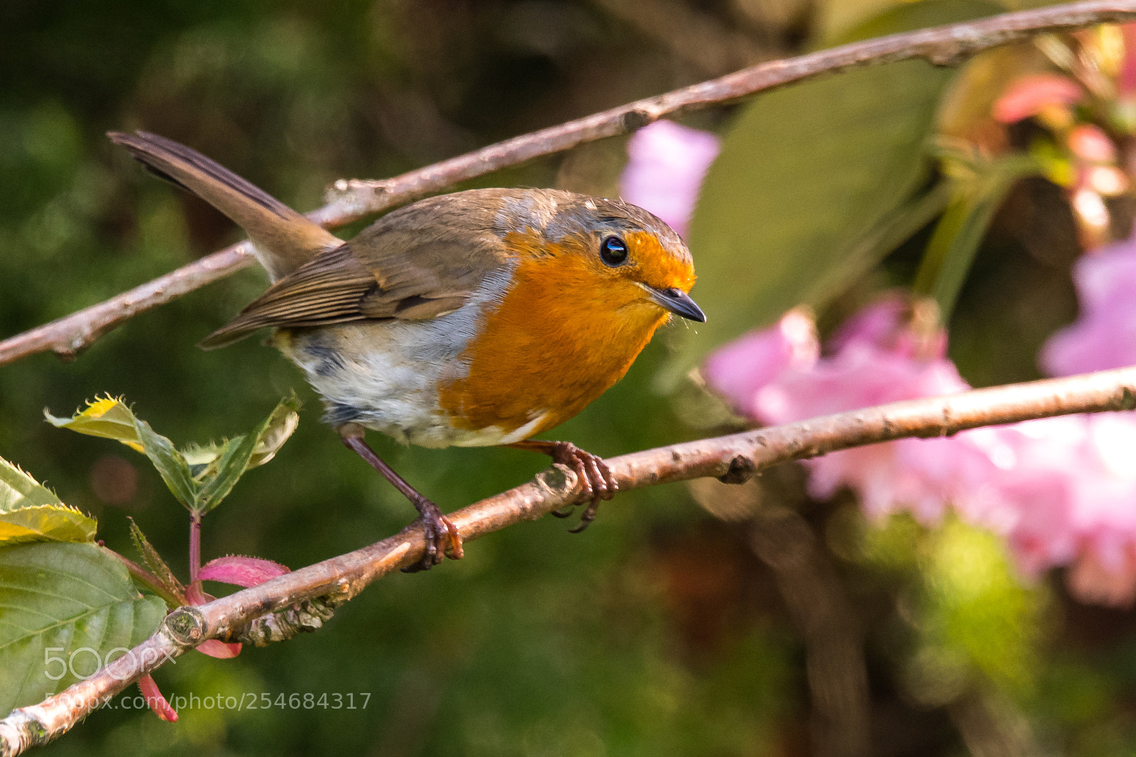Nikon D850 sample photo. Spring robin photography
