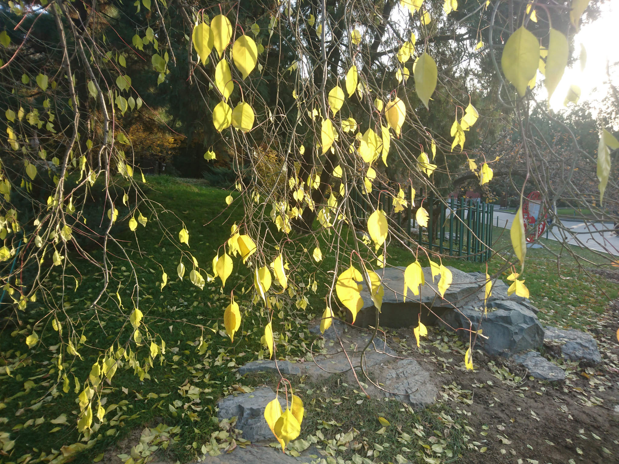 Sony Xperia Z5 sample photo. Leaves photography