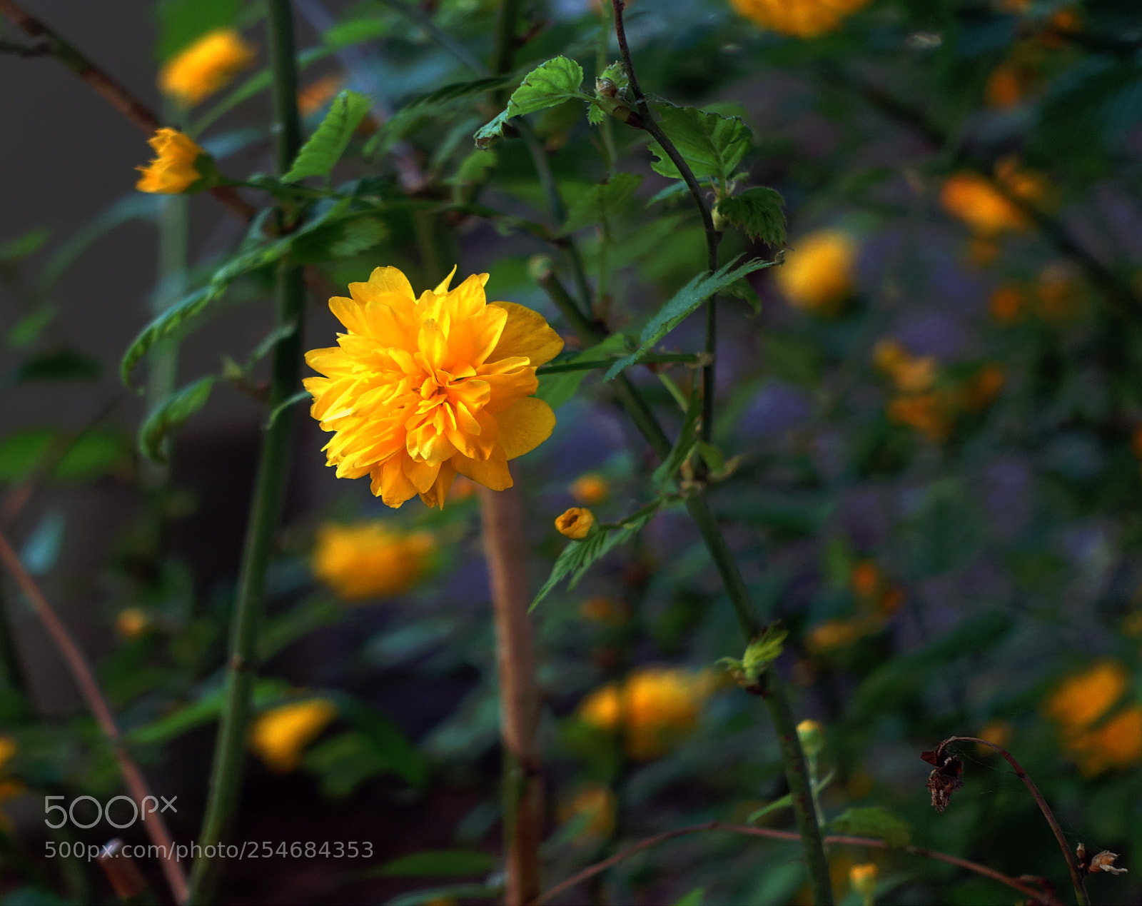 Sony Cyber-shot DSC-RX100 III sample photo. Magic light photography