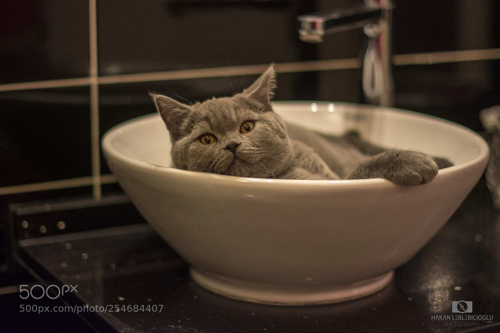 Nikon D7100 sample photo. Cat loki photography