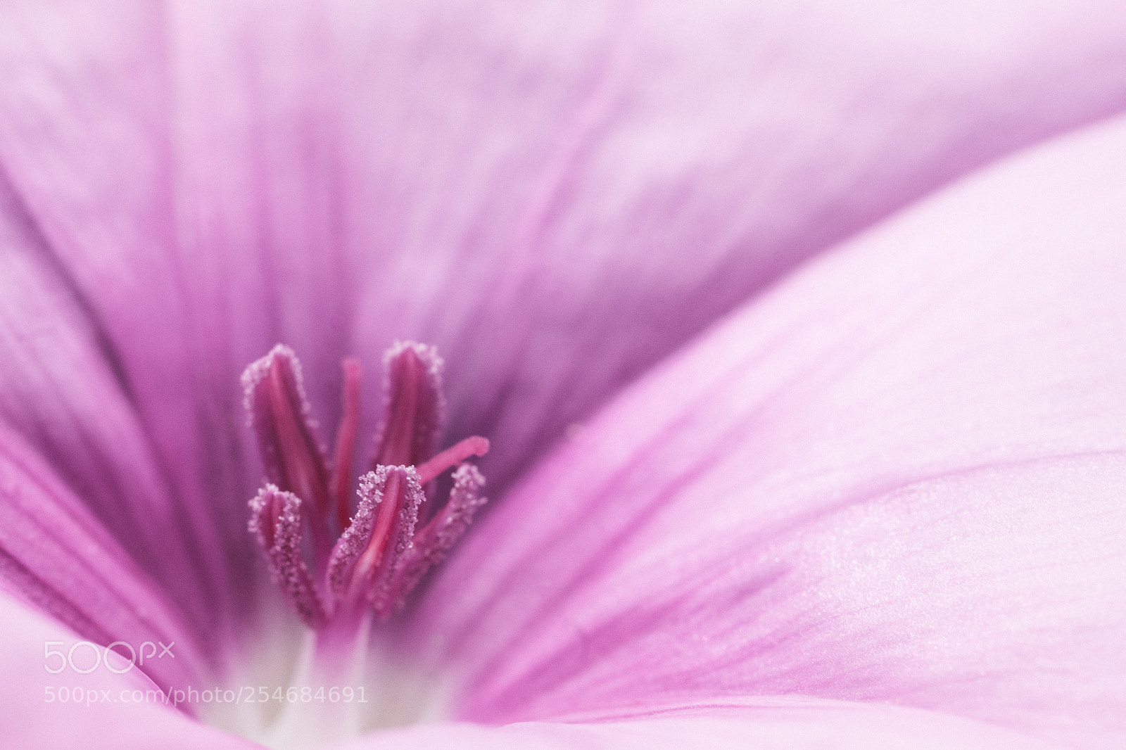 Fujifilm X-E2 sample photo. Flower to the power photography