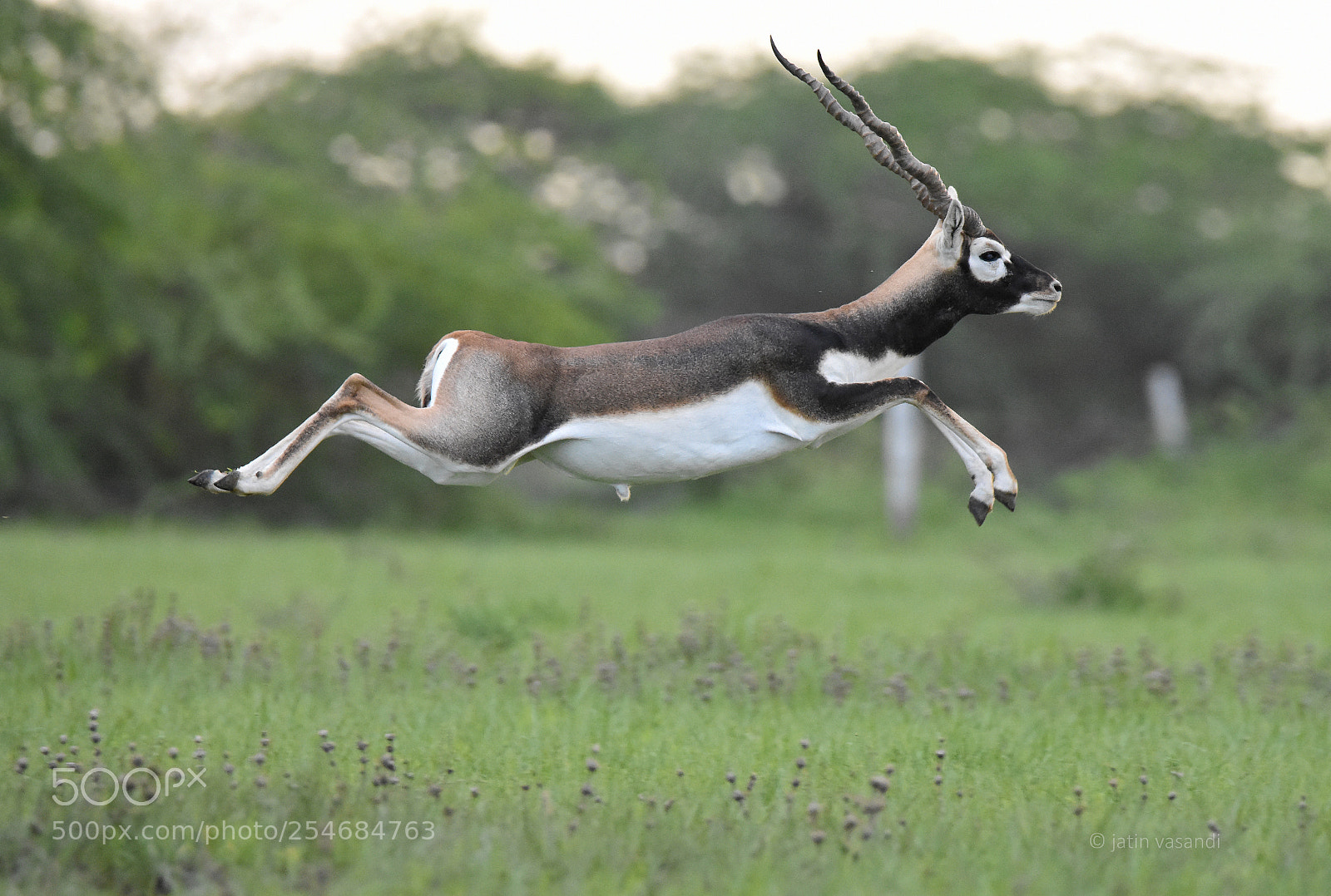 Nikon D7200 sample photo. Blackbuck photography