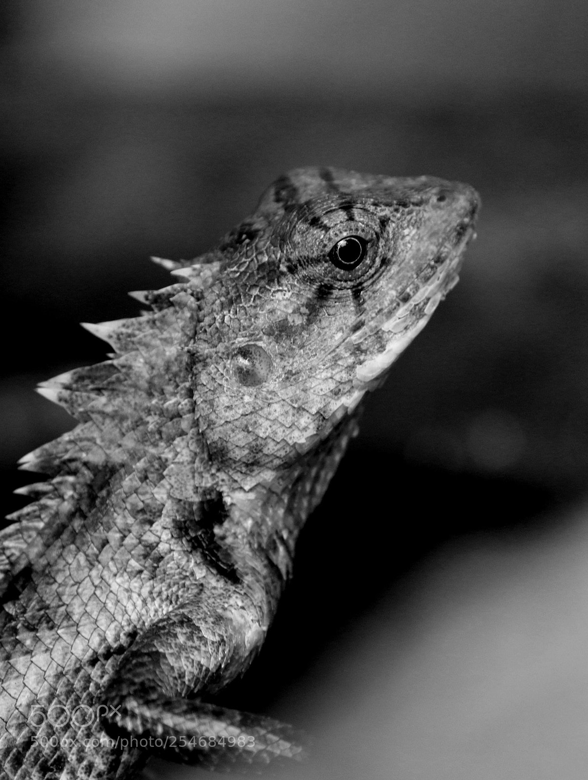 Canon EOS 70D sample photo. Img photography