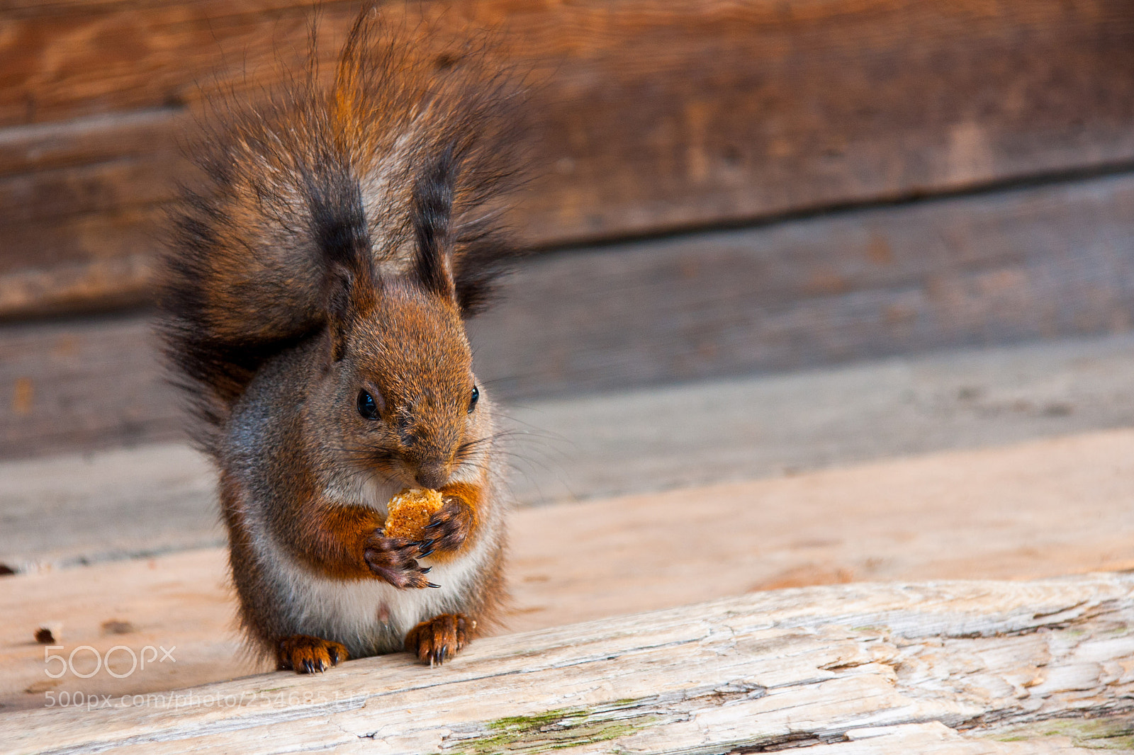 Sony Alpha DSLR-A700 sample photo. Finnish squirrel photography