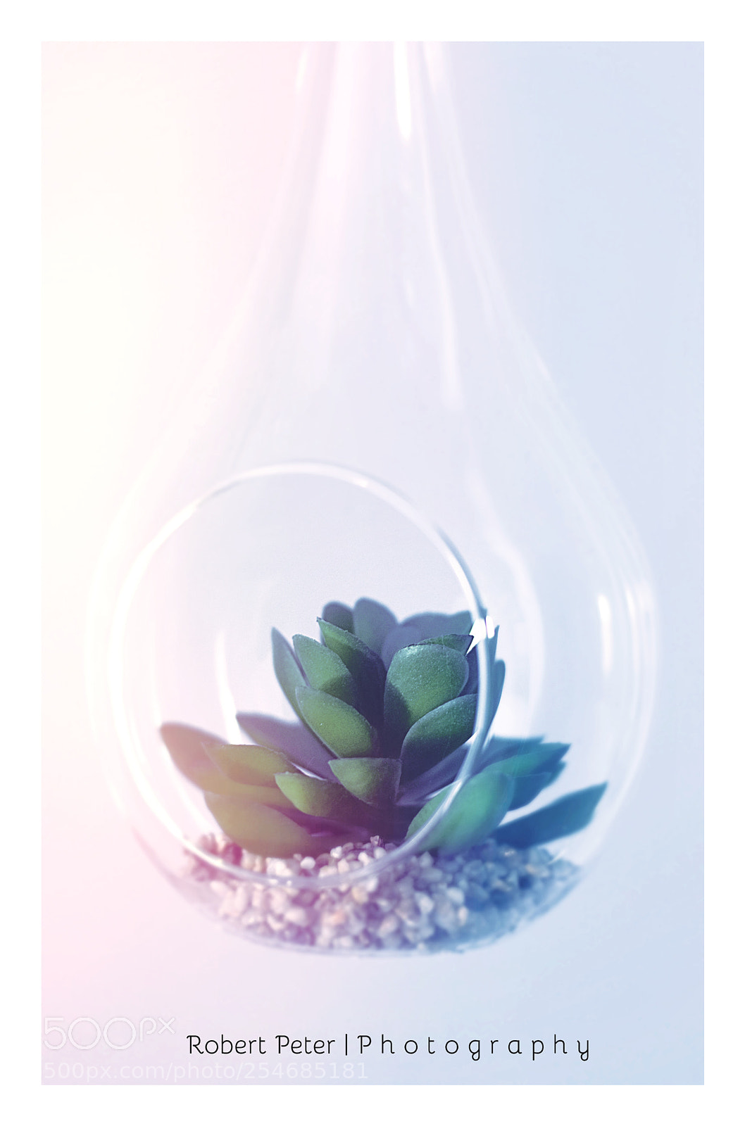 Nikon D5300 sample photo. Terrarium photography