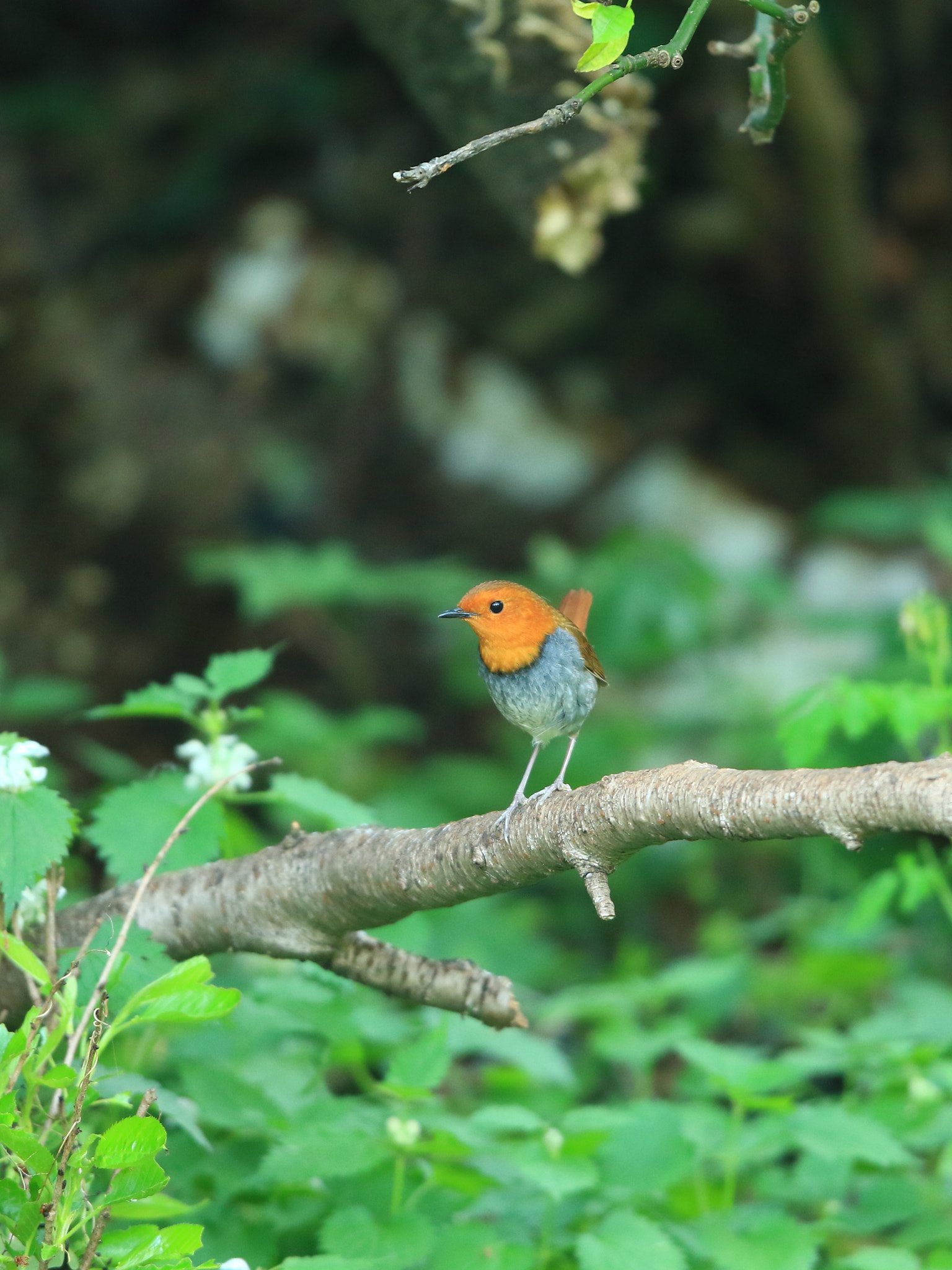 Canon EF 400mm F2.8L IS USM sample photo. コマドリ ♂ japanese robin photography