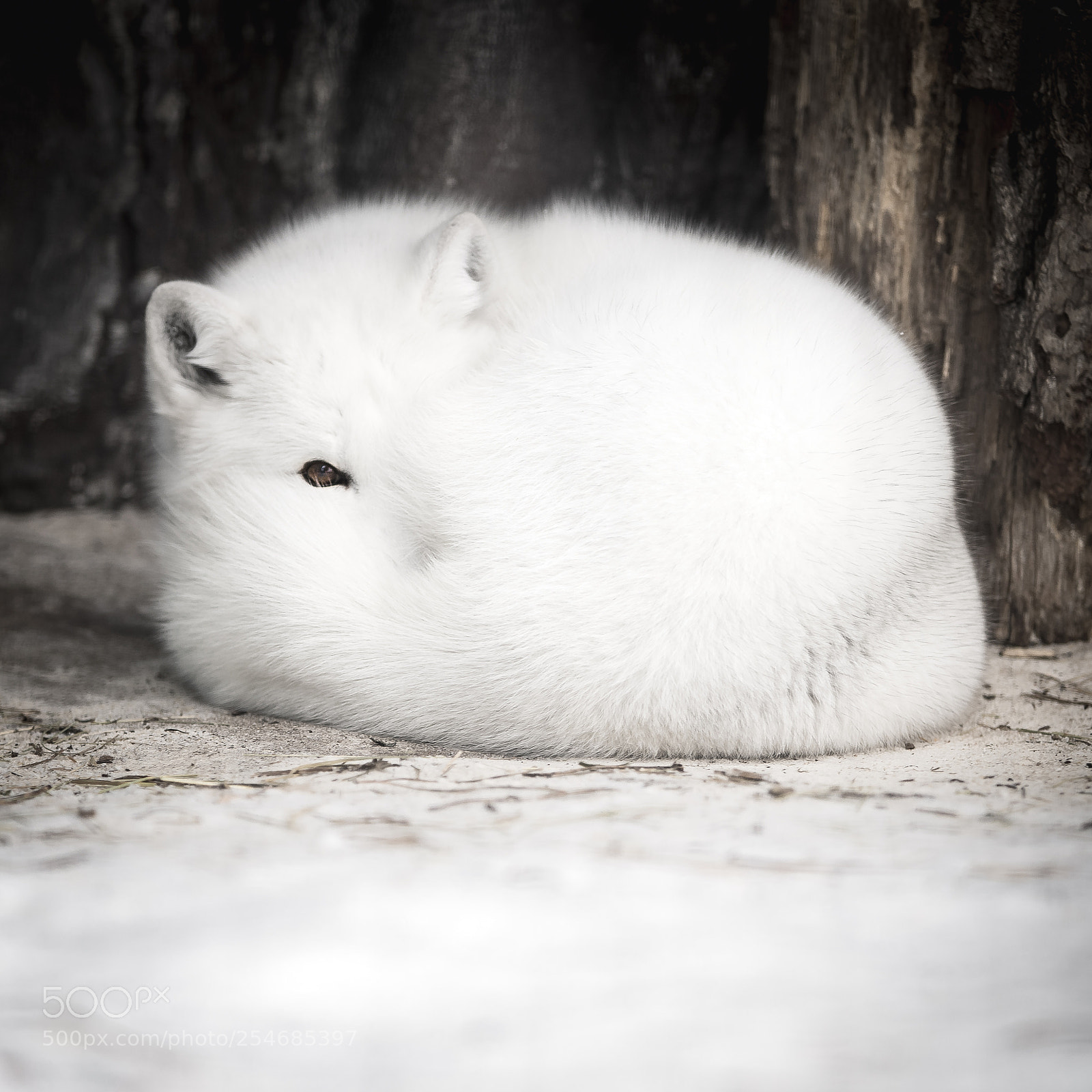 Sony a7R sample photo. Песец photography