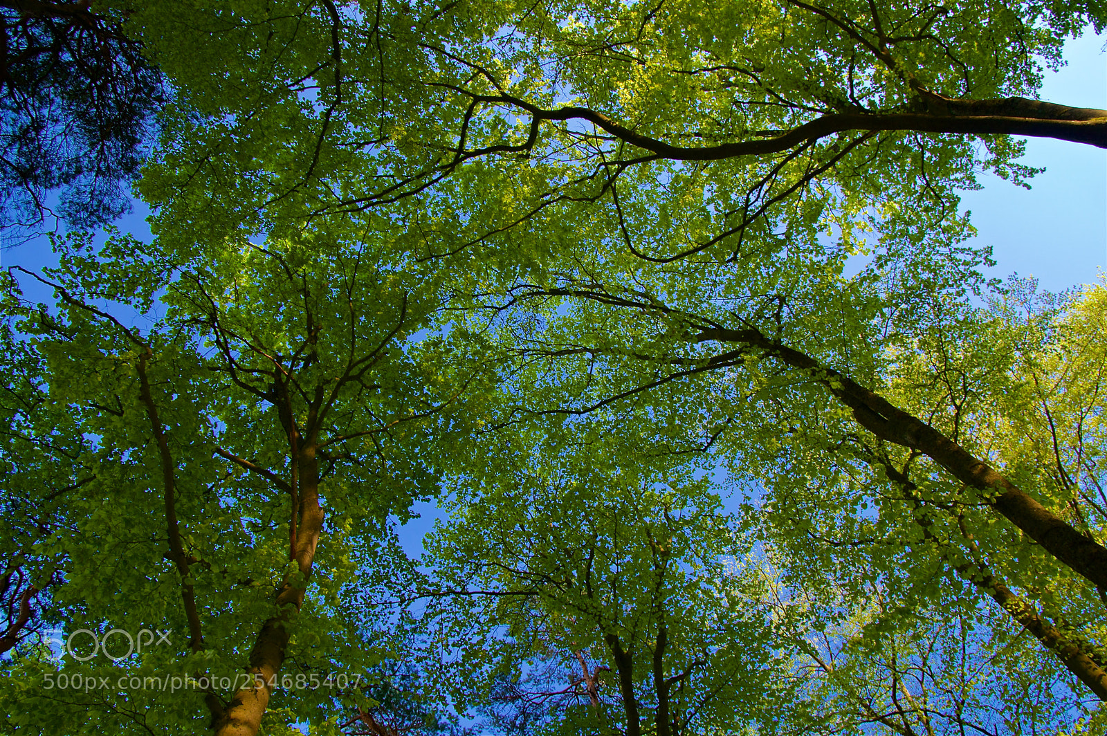 Pentax K-3 II sample photo. It's getting green again photography