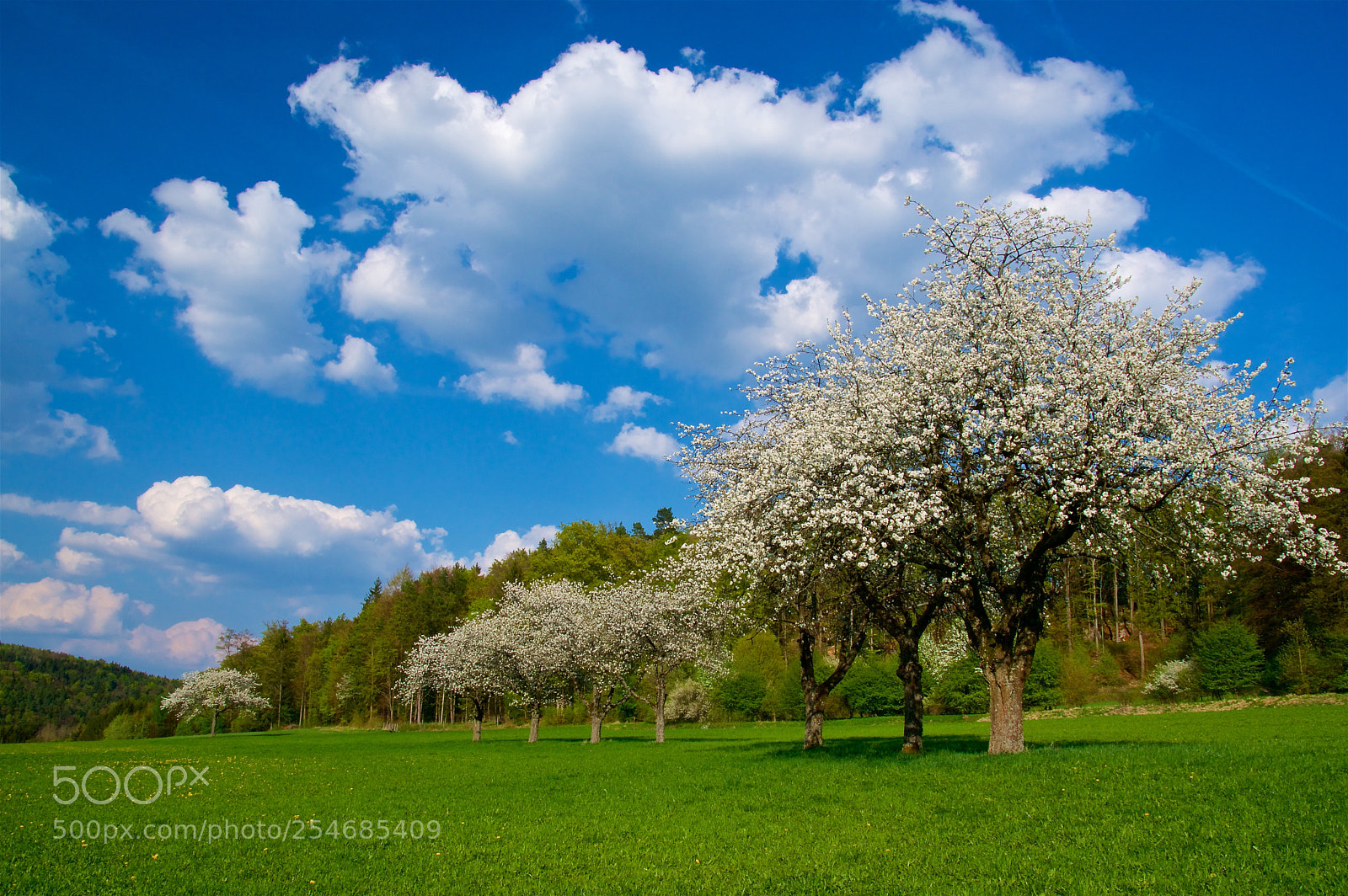 Pentax K-3 II sample photo. It's spring time photography