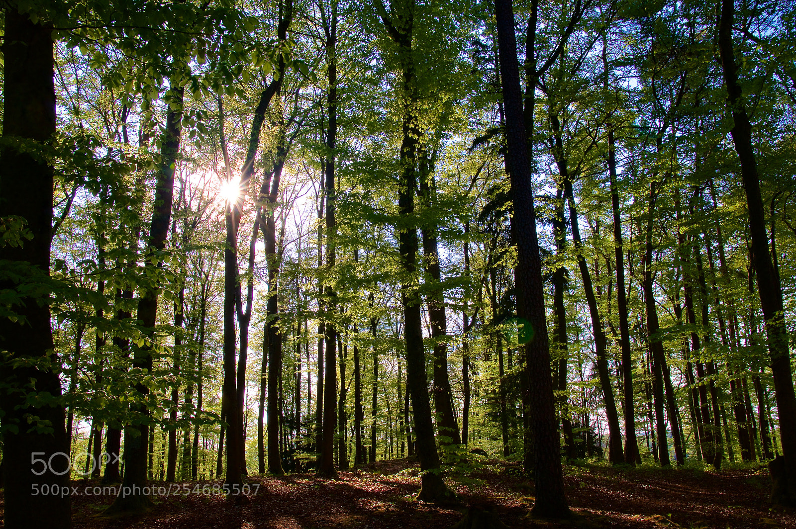 Pentax K-3 II sample photo. Spring light photography