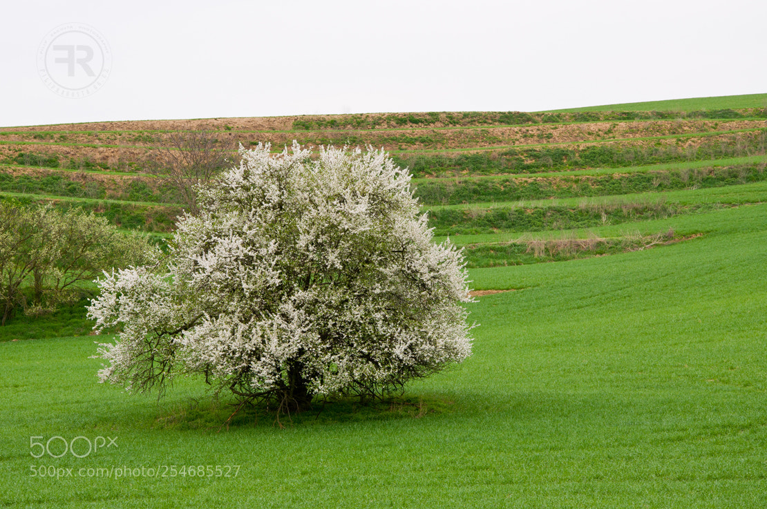 Nikon D90 sample photo. Moravian tuscany ii photography