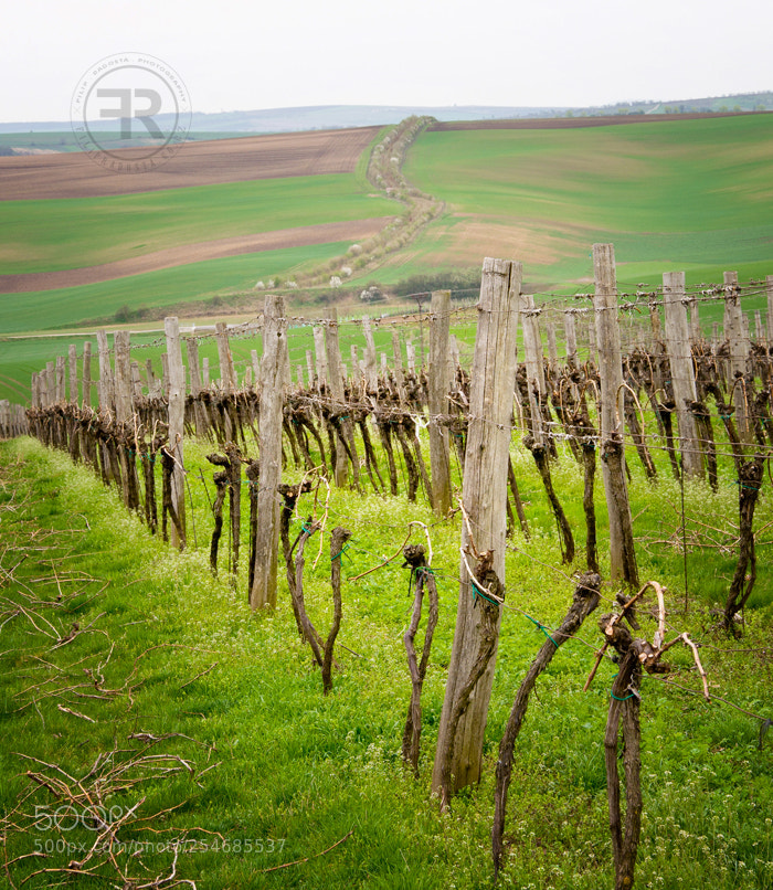 Nikon D90 sample photo. Moravian tuscany iv photography