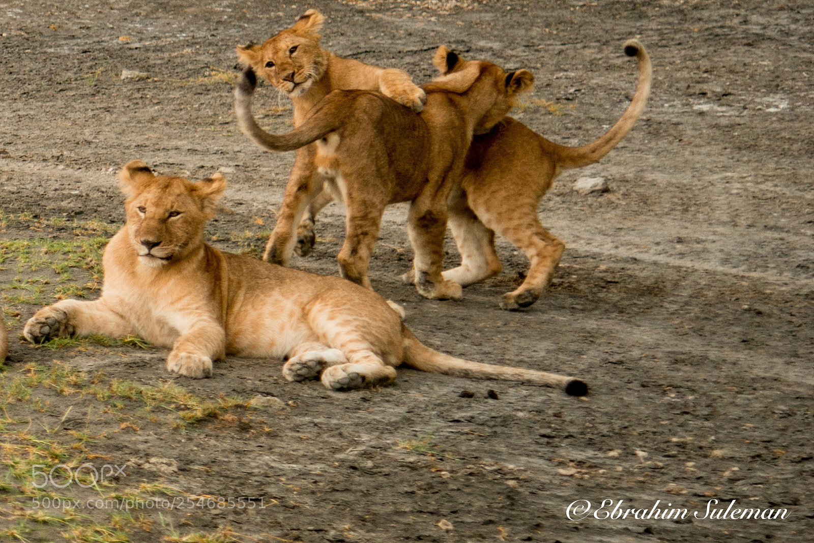Nikon D800 sample photo. Play day photography