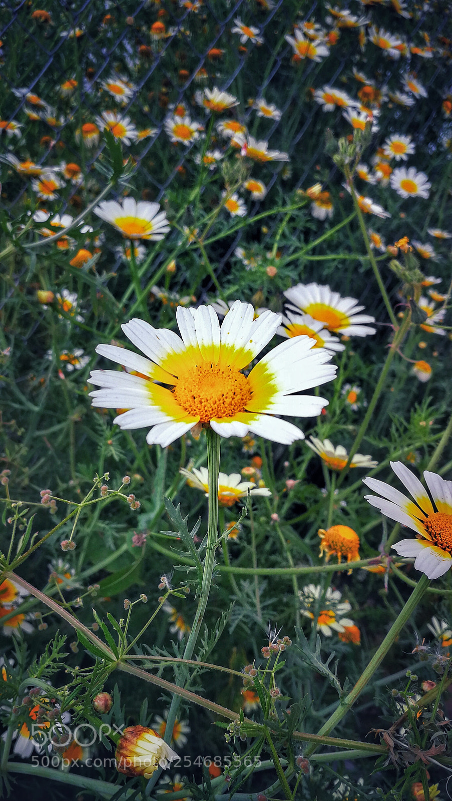 HUAWEI P10 sample photo. Margaritas photography