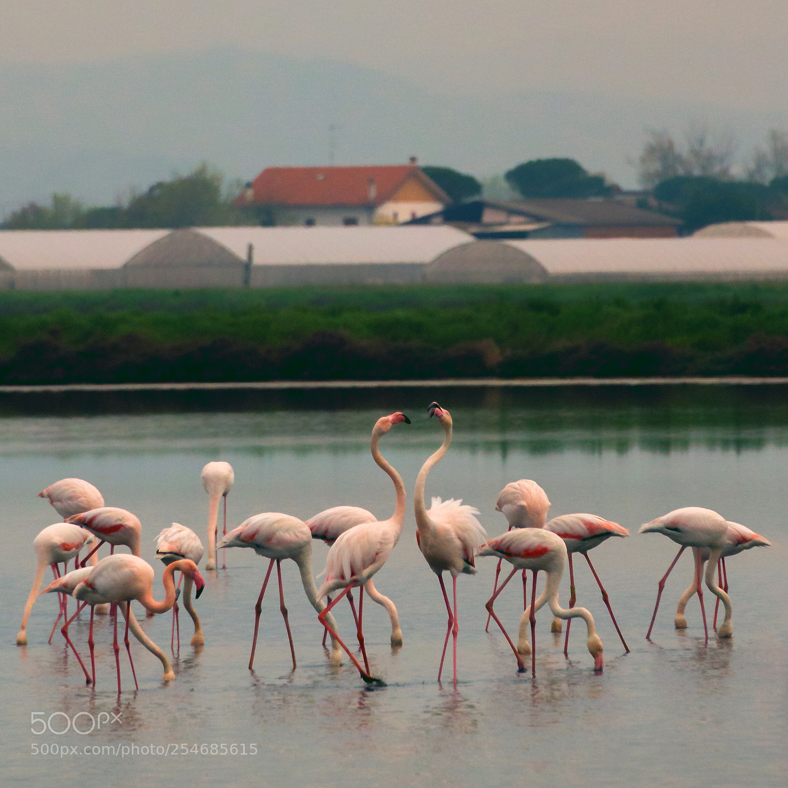 Nikon D610 sample photo. Flamingos photography