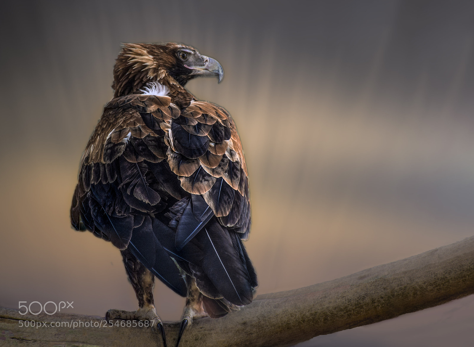 Nikon D7100 sample photo. Wedgetail photography
