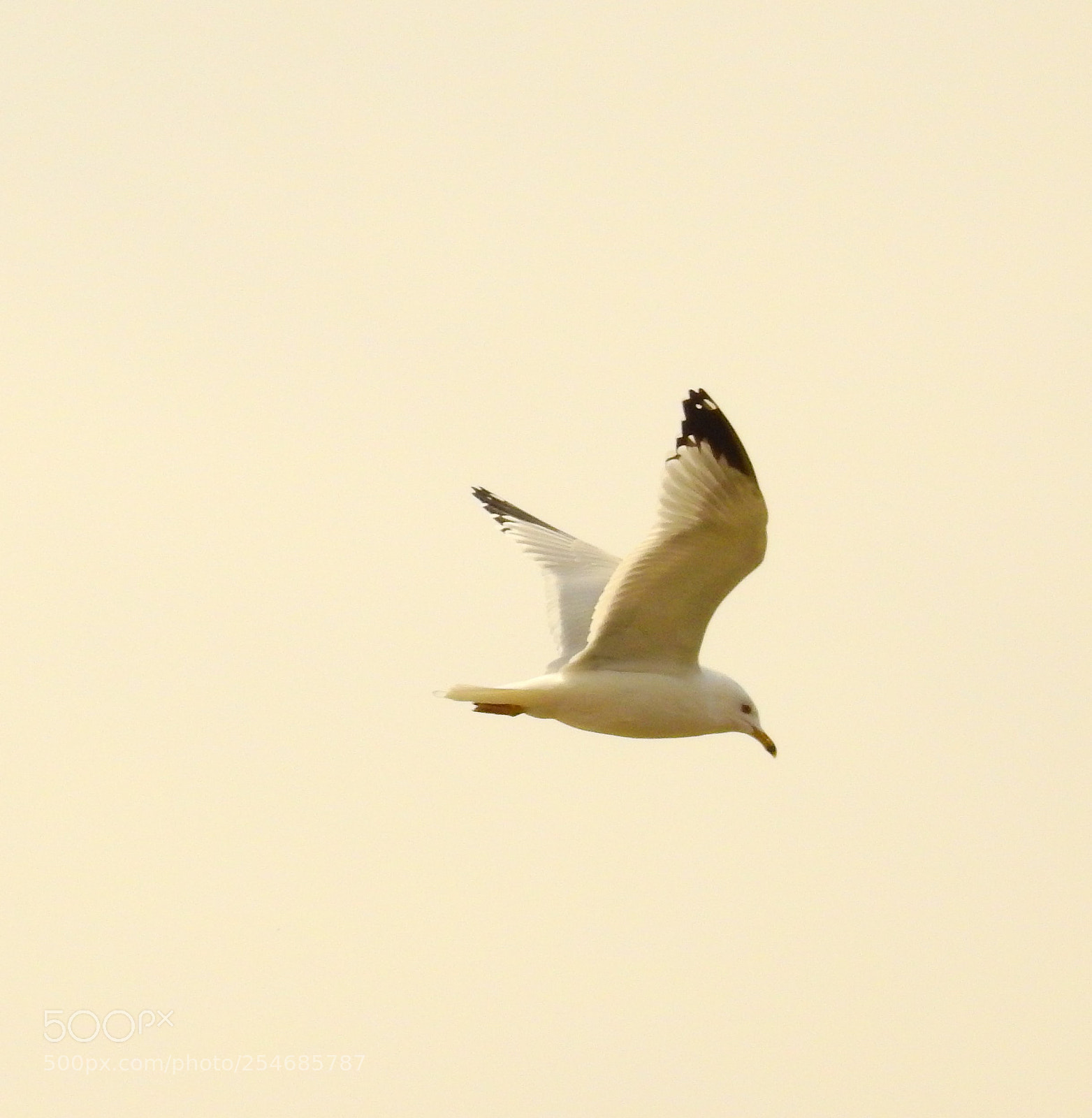Nikon Coolpix P900 sample photo. Seagull photography
