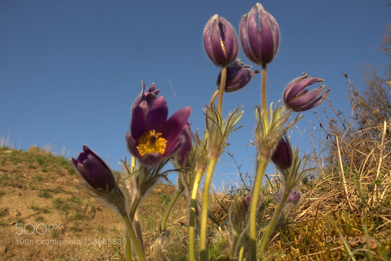 Canon EOS 700D (EOS Rebel T5i / EOS Kiss X7i) sample photo. Pulsatilla photography