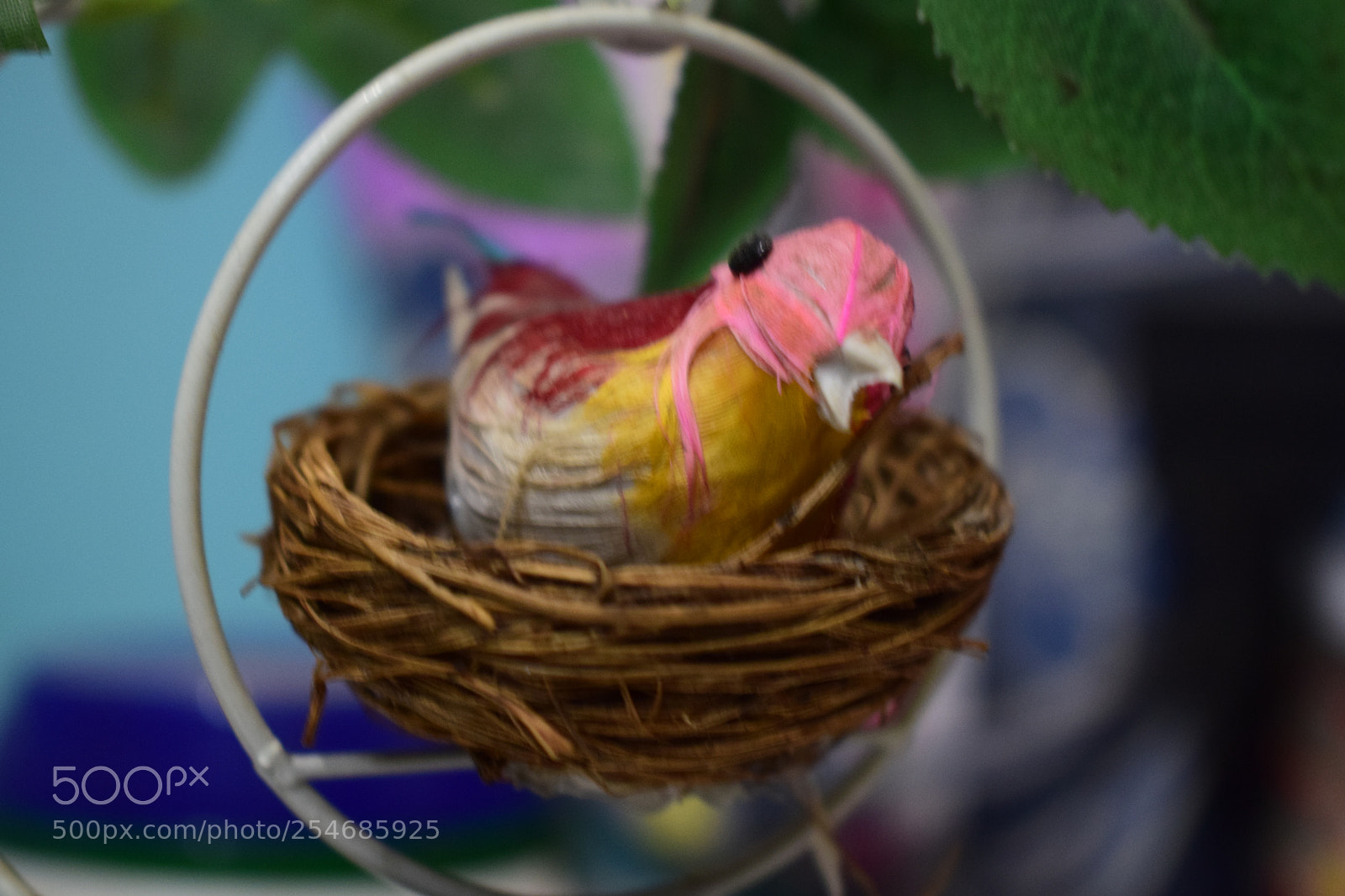 Nikon D5300 sample photo. Wings in the ring photography