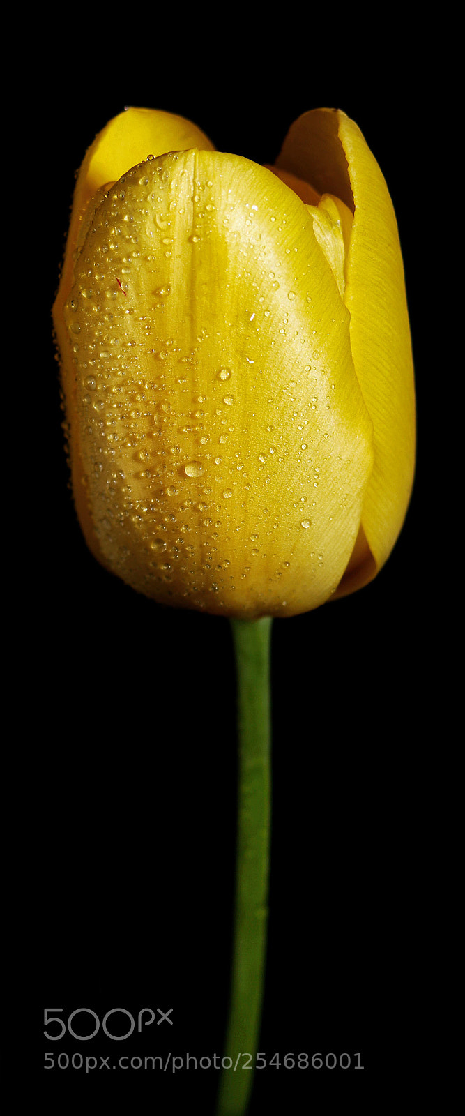 Canon EOS 750D (EOS Rebel T6i / EOS Kiss X8i) sample photo. The simplicity of a photography
