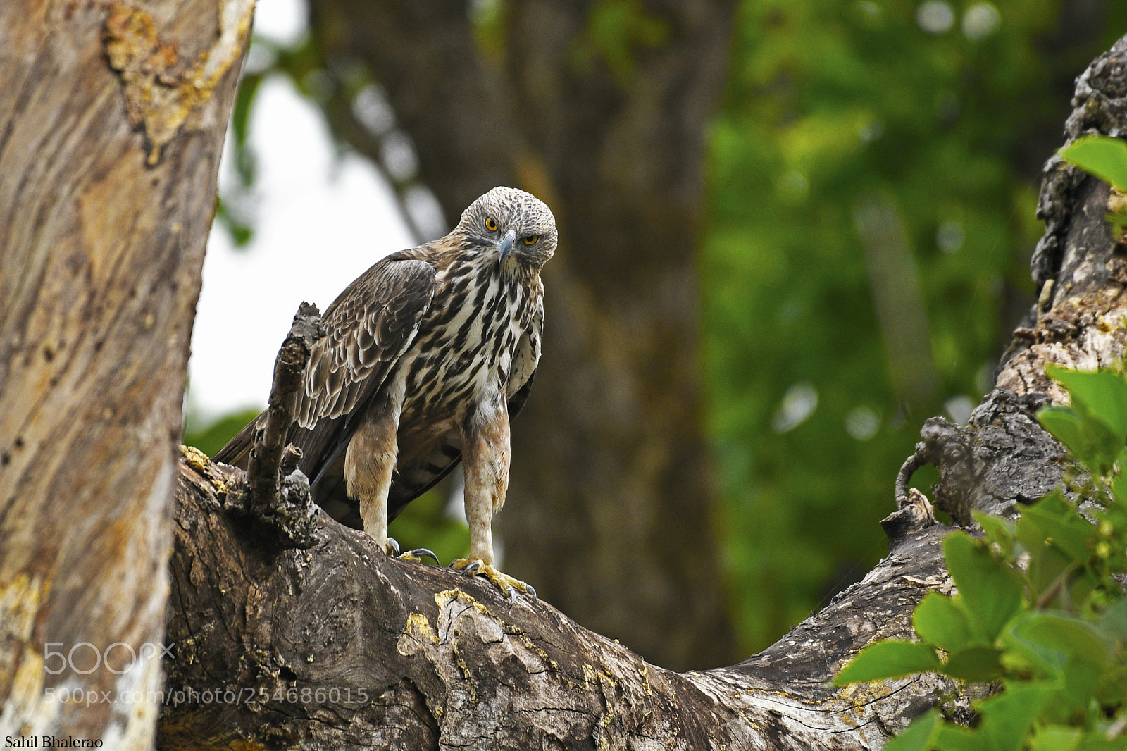 Nikon D500 sample photo. Crested hawk eagle photography