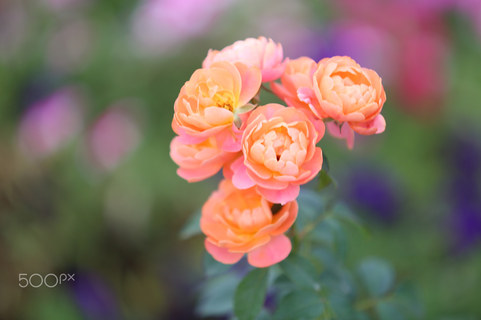 Canon EF 70-200mm F2.8L USM sample photo. Flower photography