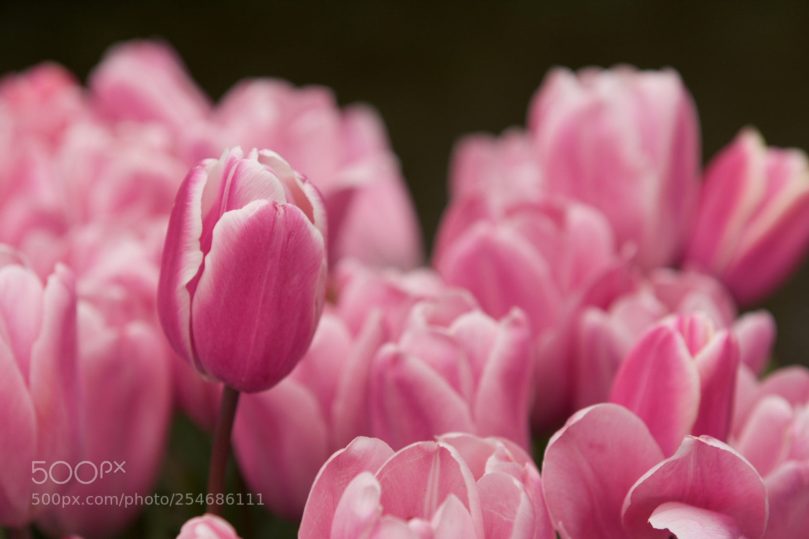 Nikon D7100 sample photo. The tulips garden photography