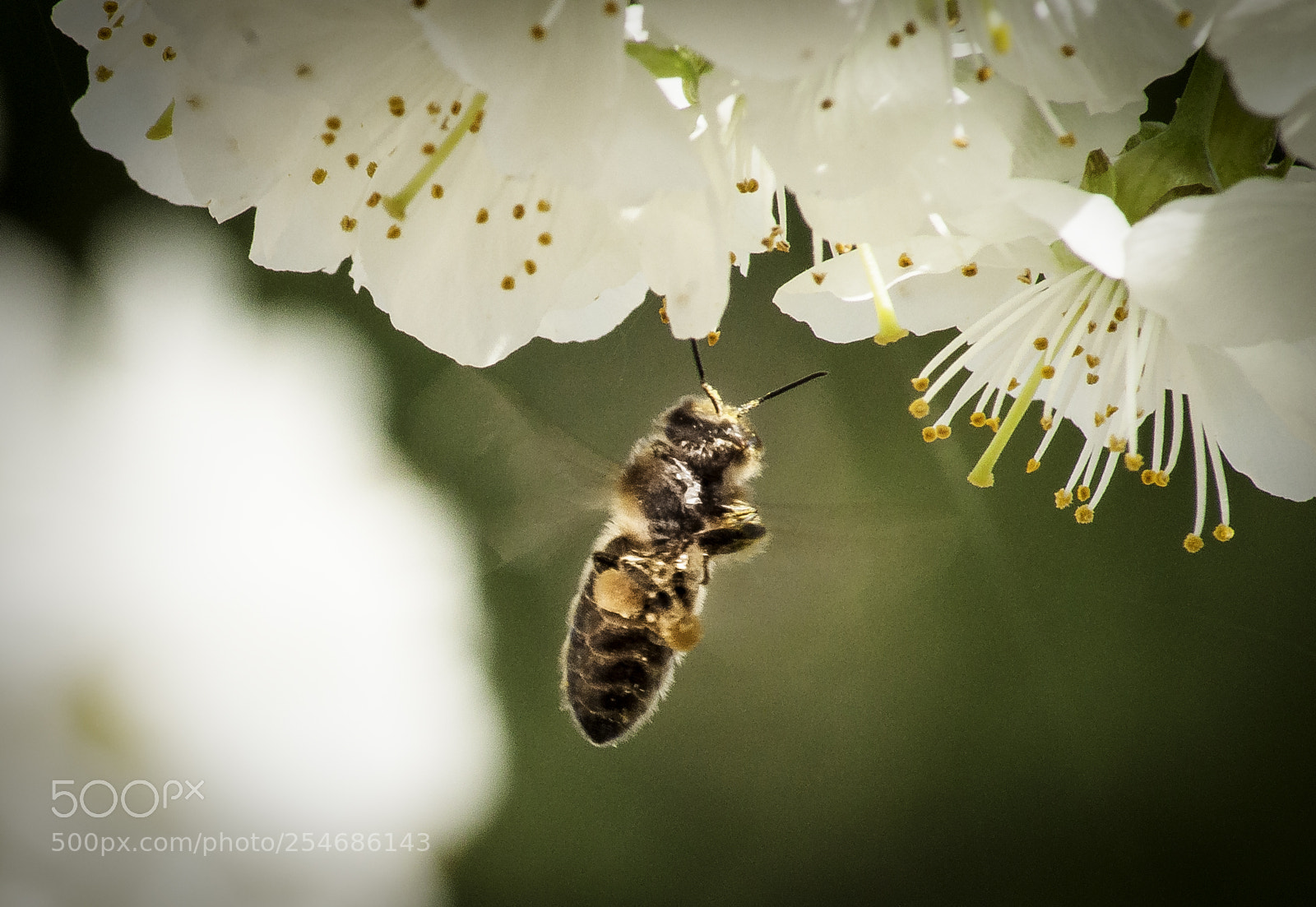 Nikon D5000 sample photo. Bee flying photography