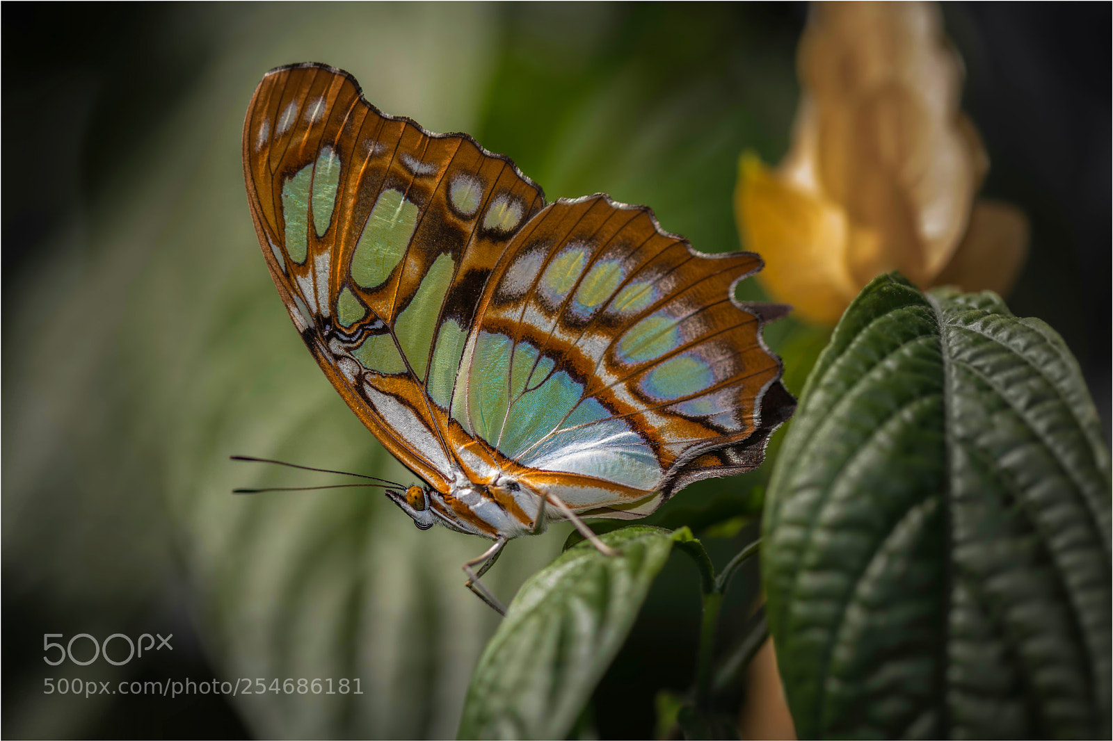 Canon EOS 5D Mark IV sample photo. Butterfly photography