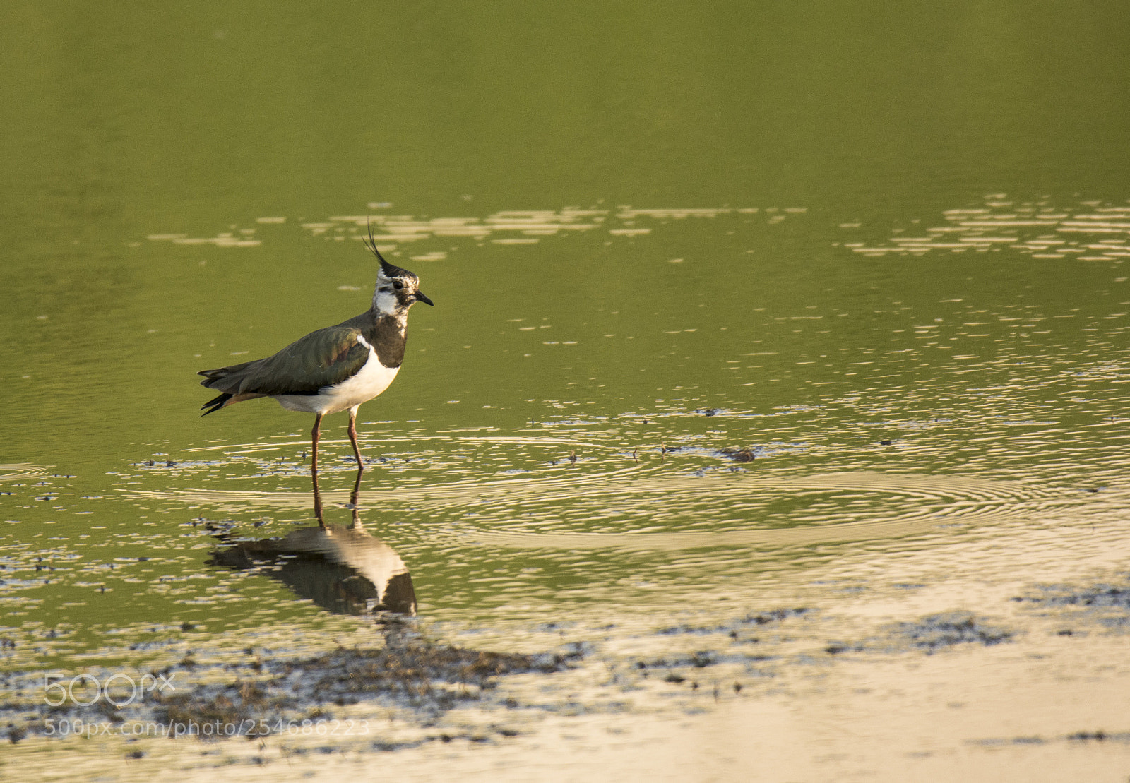 Nikon D7100 sample photo. Untitled photography