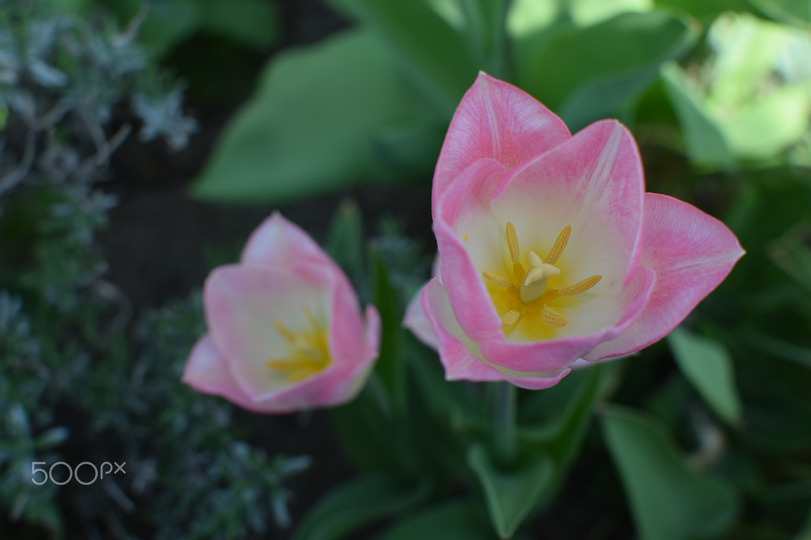 Nikon D3300 sample photo. Pink tulips photography