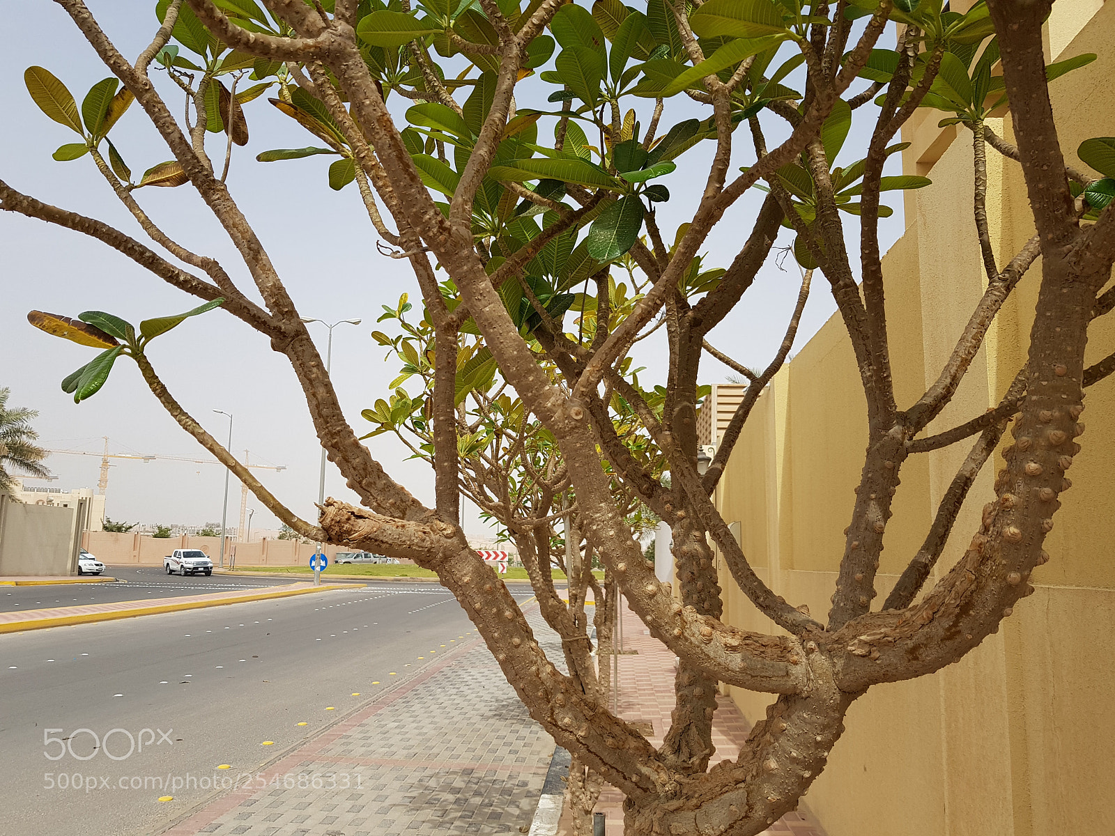 Samsung Galaxy S8+ sample photo. Untitled photography