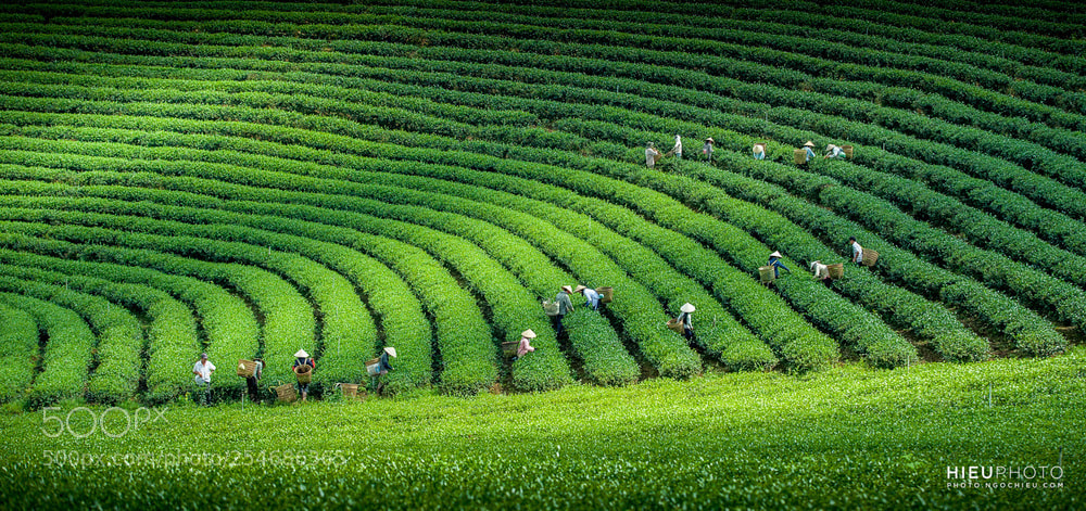Canon EOS 5D sample photo. Harvesting tea leaves photography