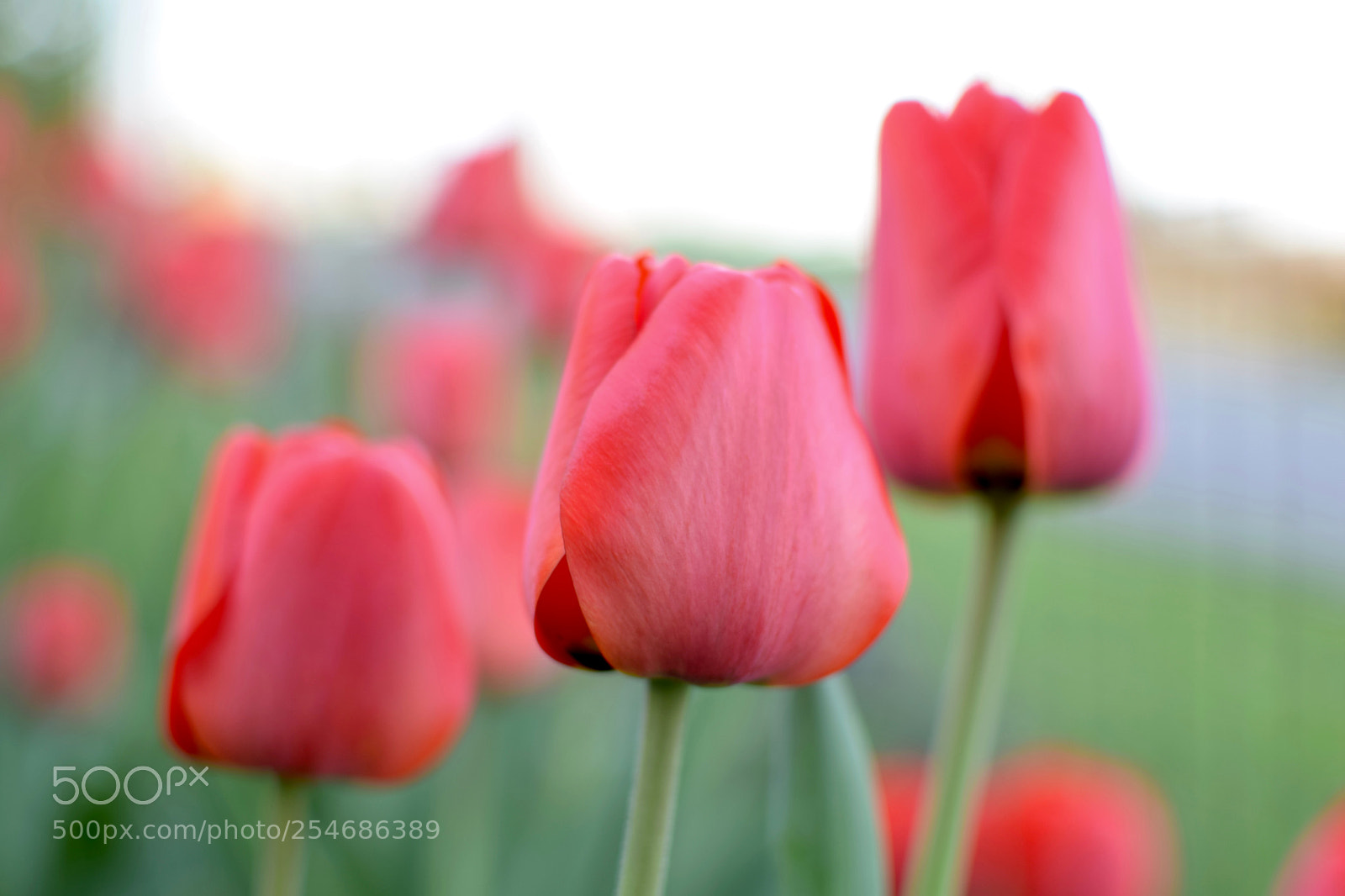 Nikon D3300 sample photo. Red tulips photography
