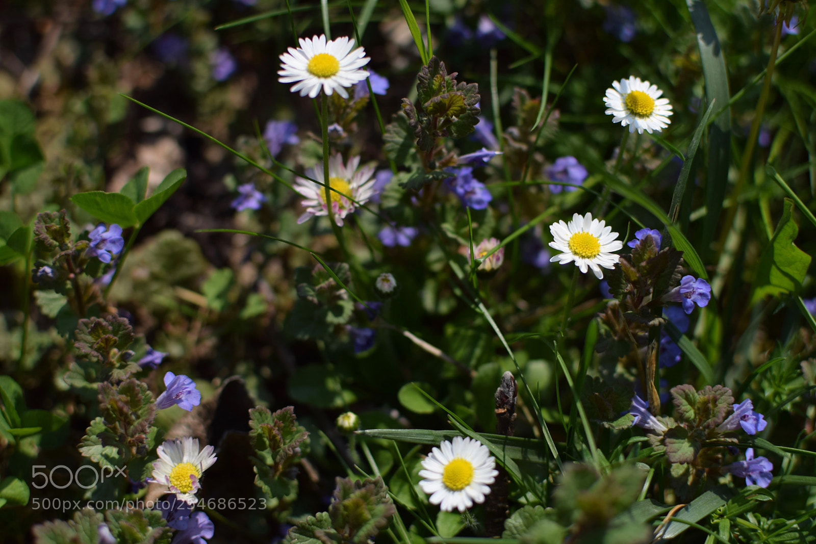 Nikon D3300 sample photo. Flower meadow photography