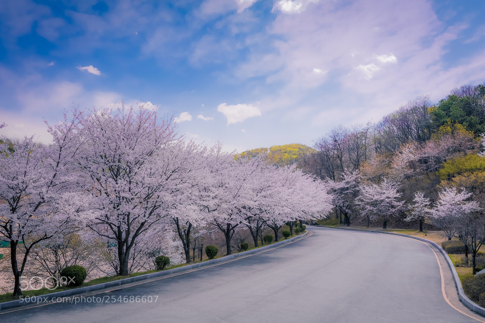 Canon EOS 80D sample photo. Cherry blossom i photography