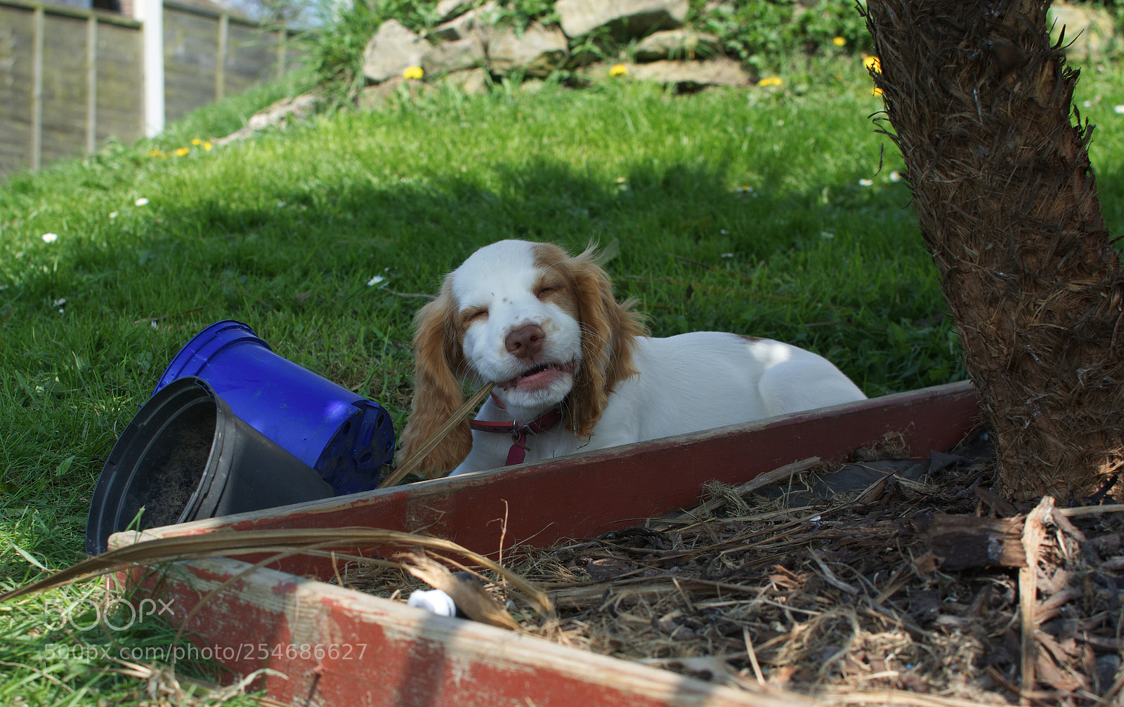 Nikon D5200 sample photo. Happy spanial photography
