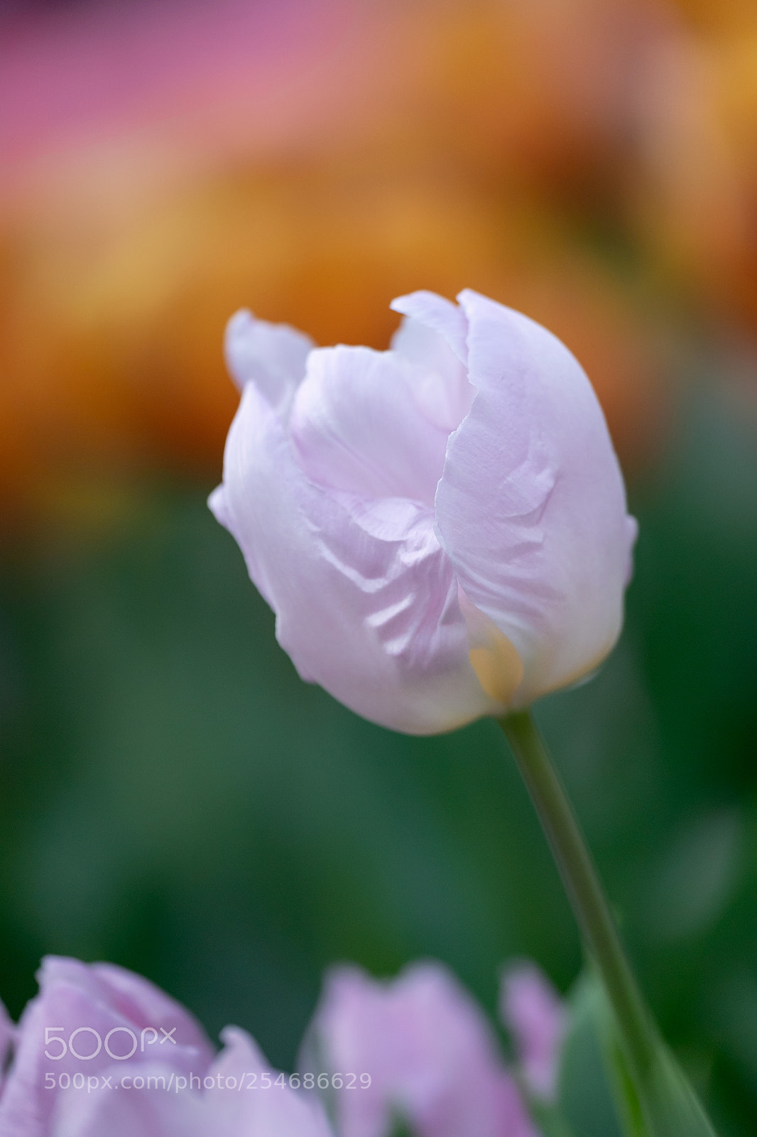Nikon D5 sample photo. Happy earth day !!! photography