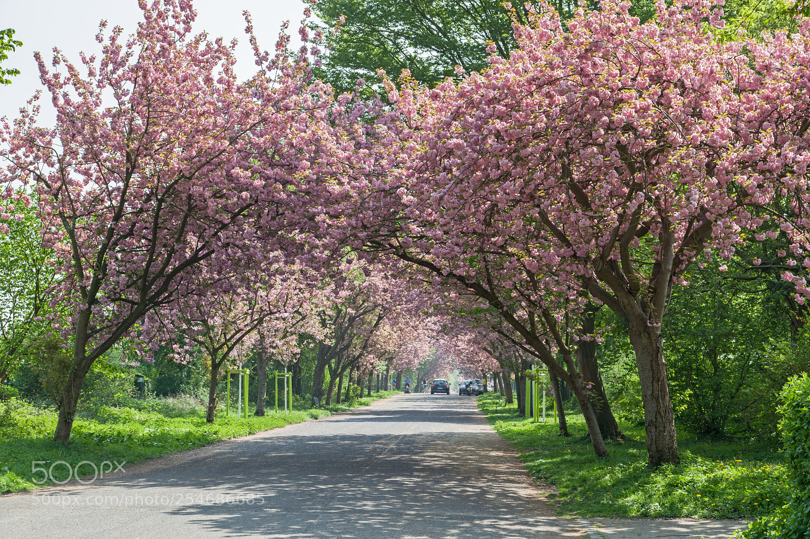 Canon EOS 5D Mark II sample photo. Cherry trees in full photography