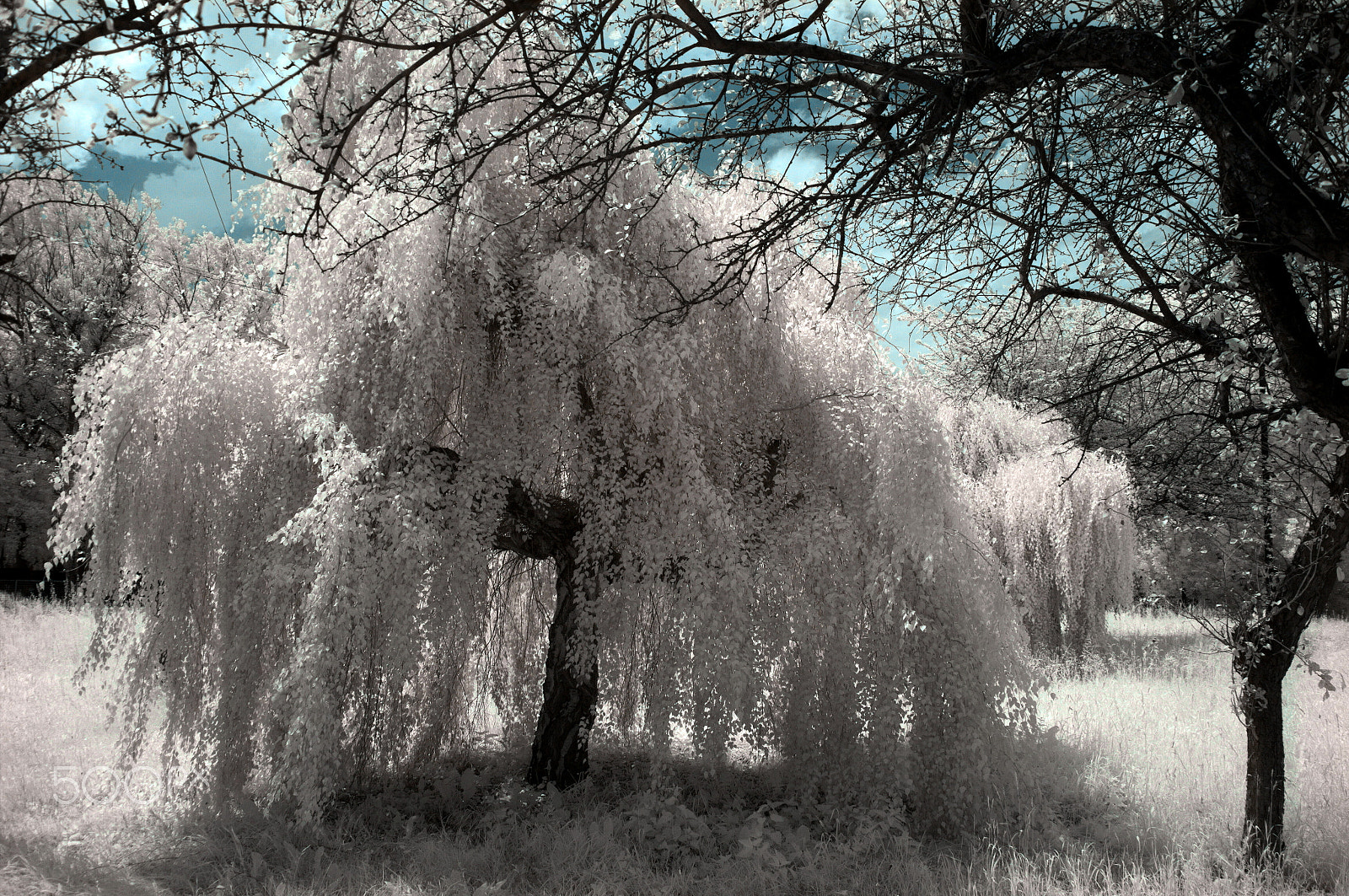 Samsung NX100 sample photo. Willow photography