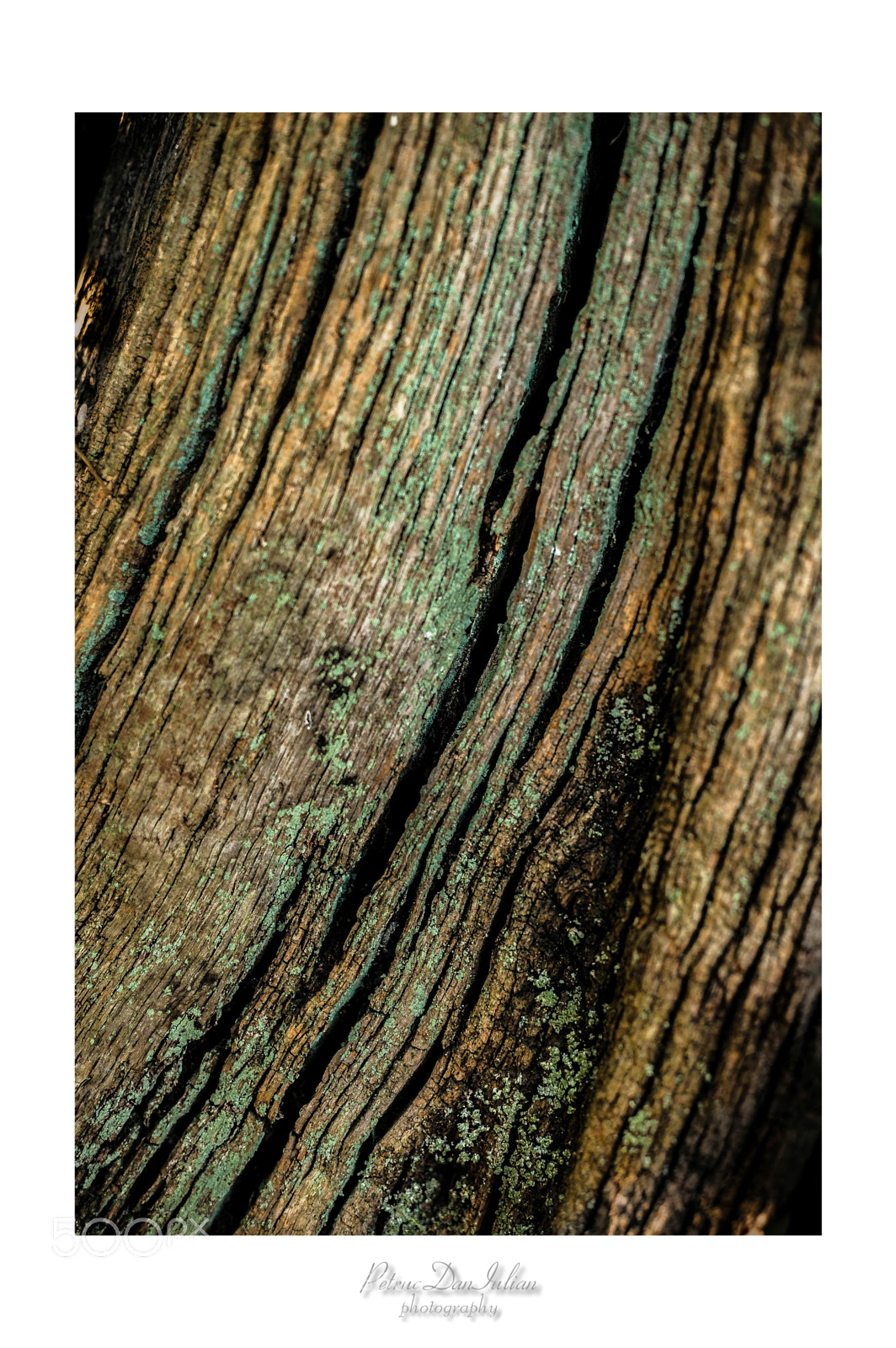 Nikon D700 sample photo. Wood texture photography