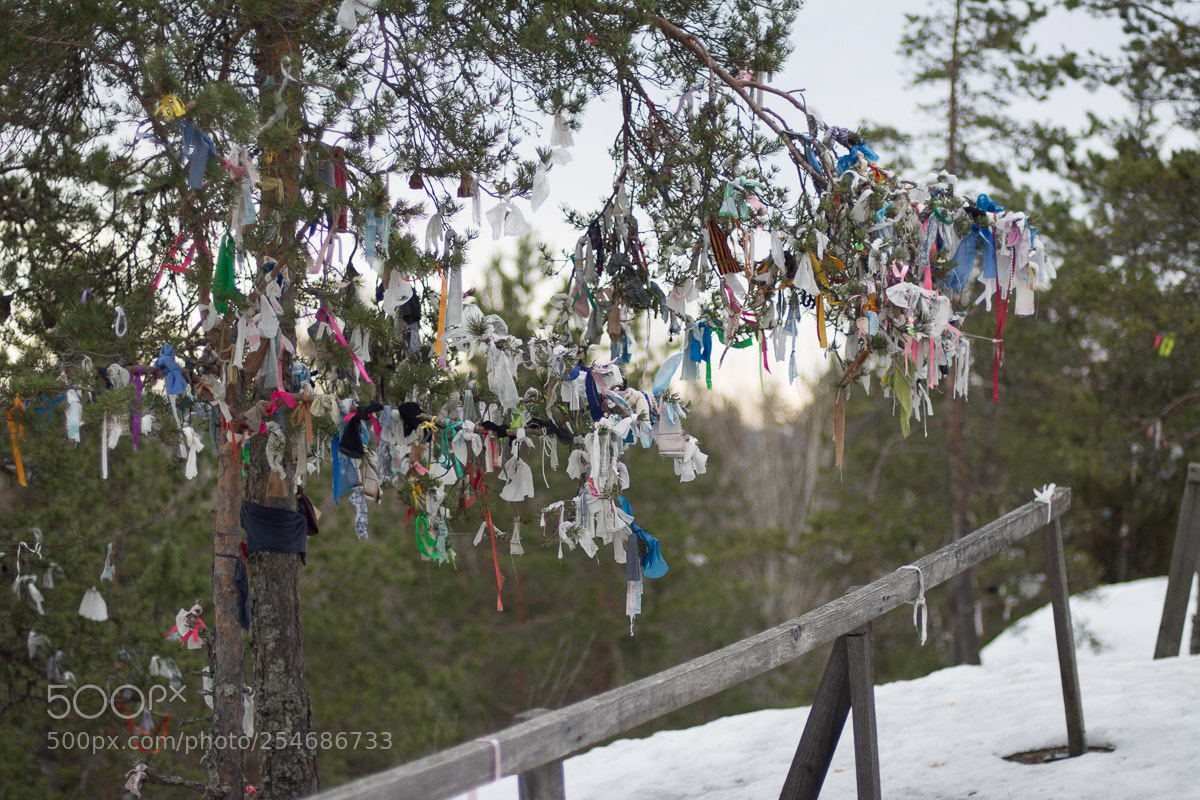 Nikon D7100 sample photo. Лентачка photography