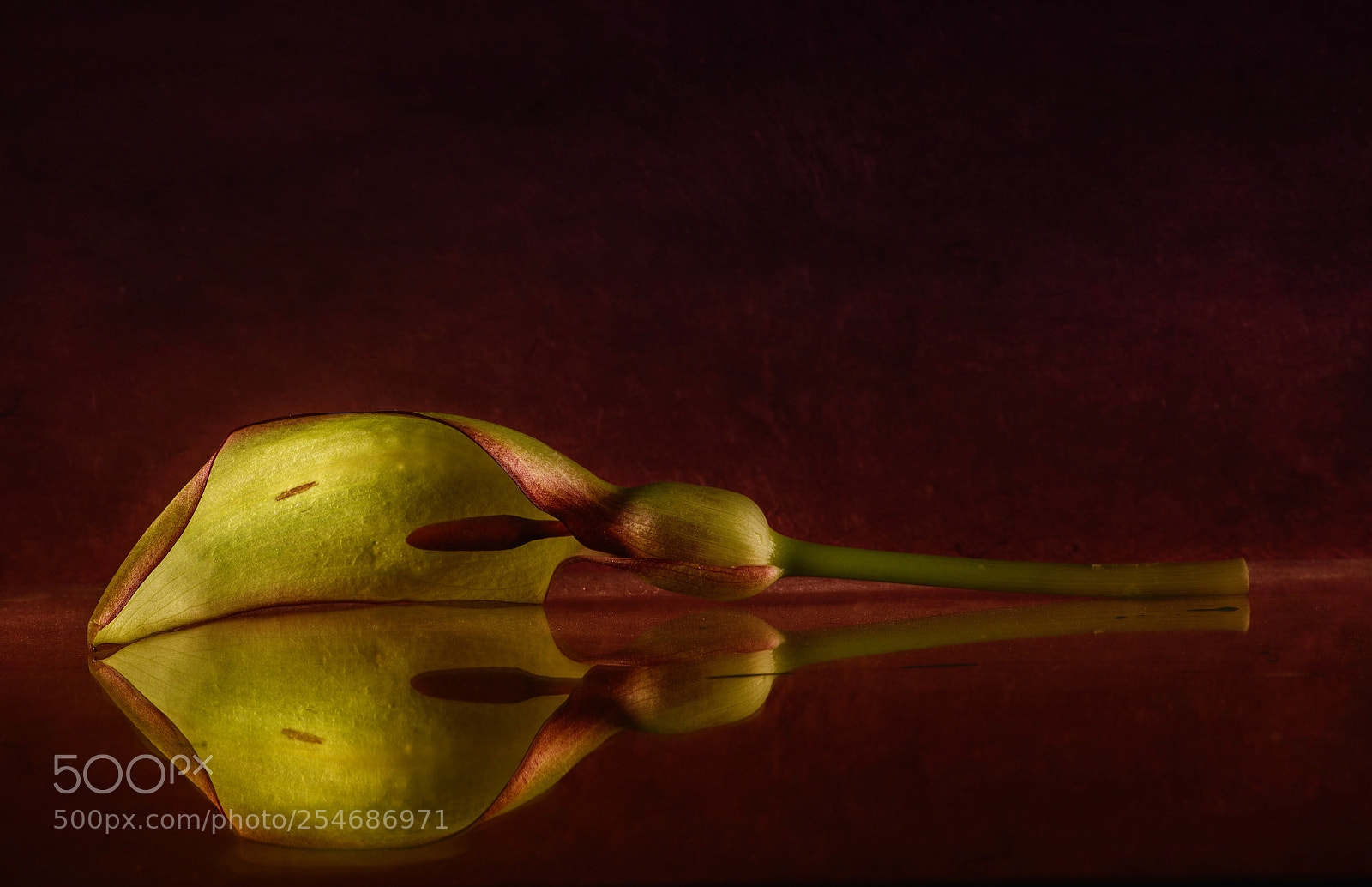 Nikon D610 sample photo. Arum italicum photography