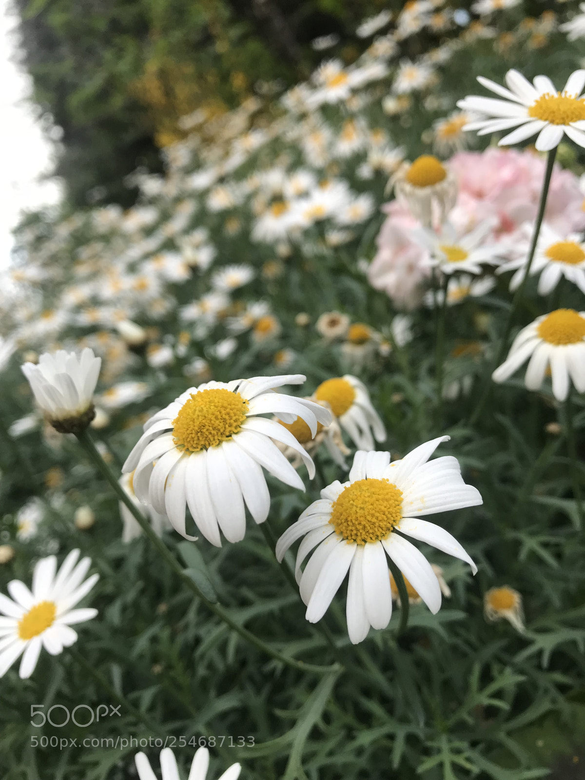 Apple iPhone 7 Plus sample photo. Untitled photography