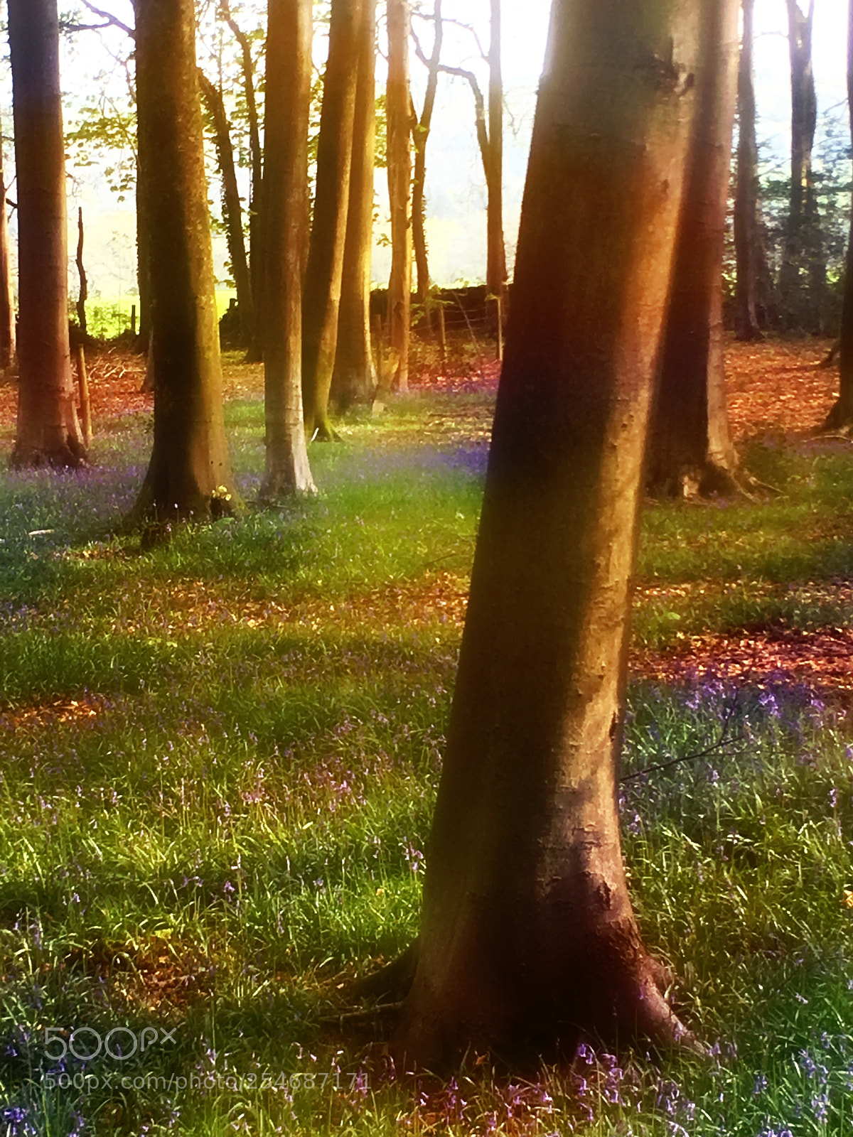 Apple iPhone 6s Plus sample photo. Bluebells in spring photography