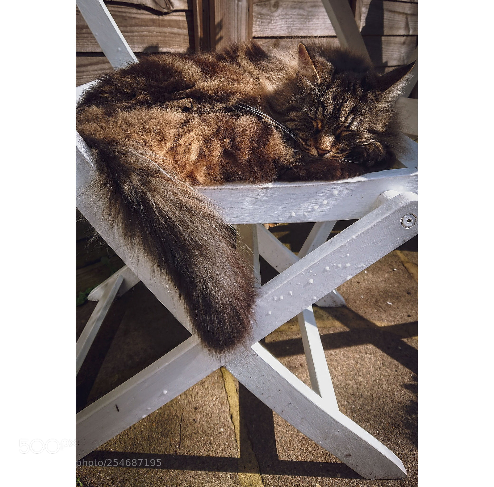 Sony Xperia XZ Premium sample photo. Cat nap photography