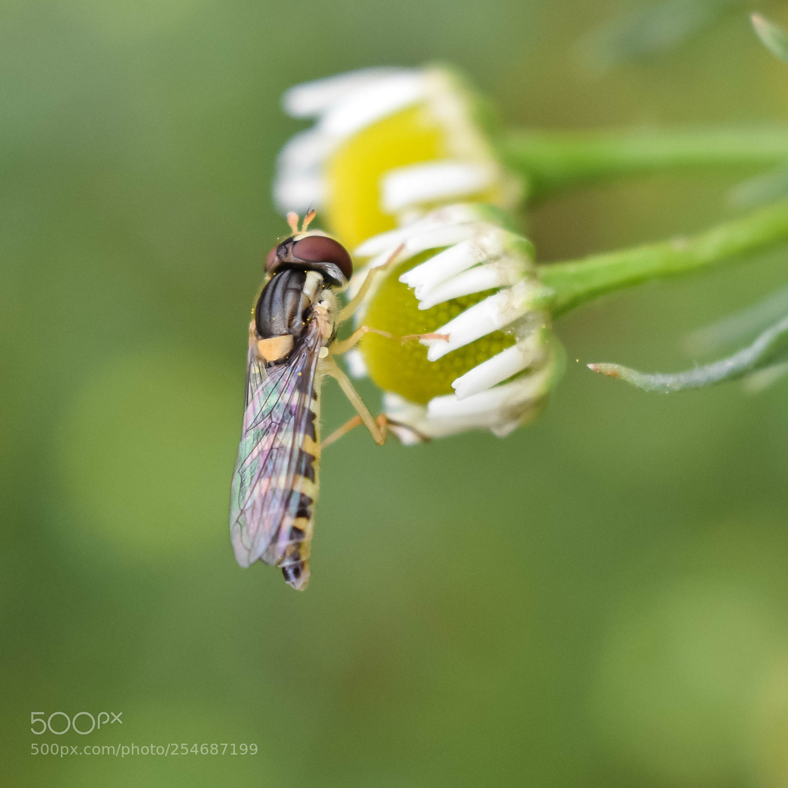 Nikon D3400 sample photo. Bee photography