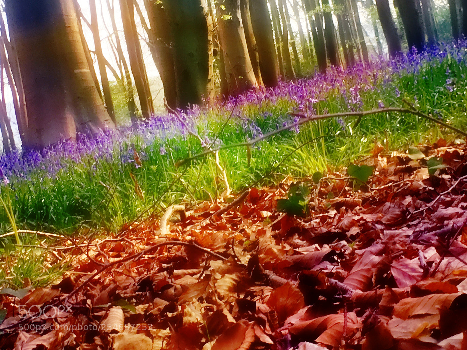 Apple iPhone 6s Plus sample photo. Bluebells in spring photography