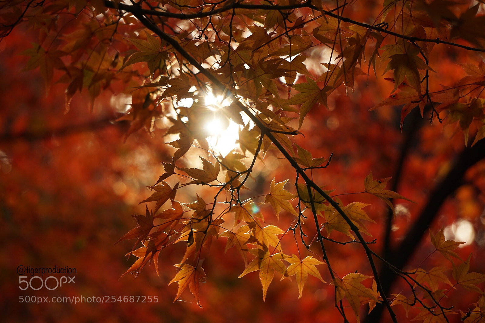 Sony a6000 sample photo. Autumn in japan photography